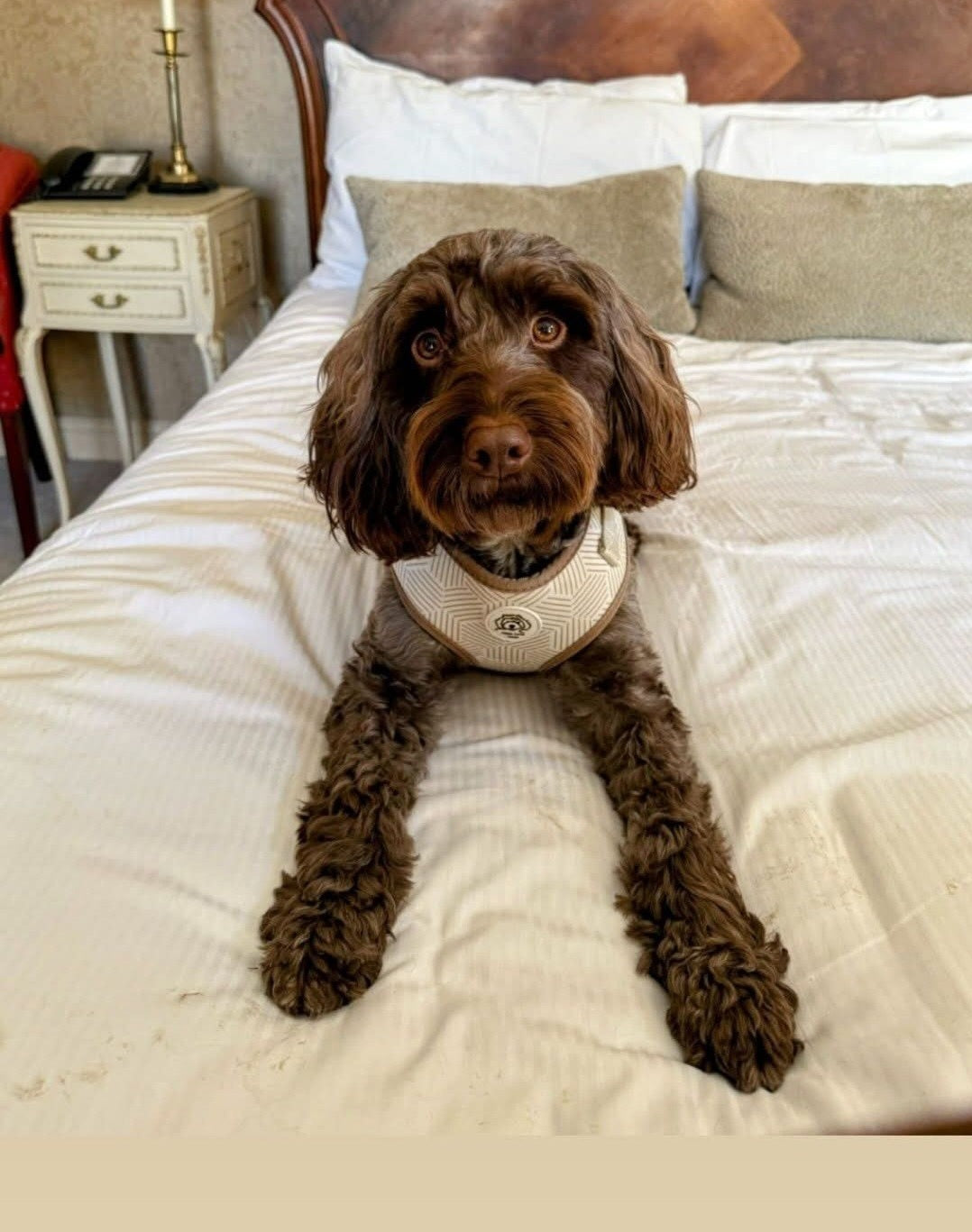 The Ultimate Guide to Dog Training