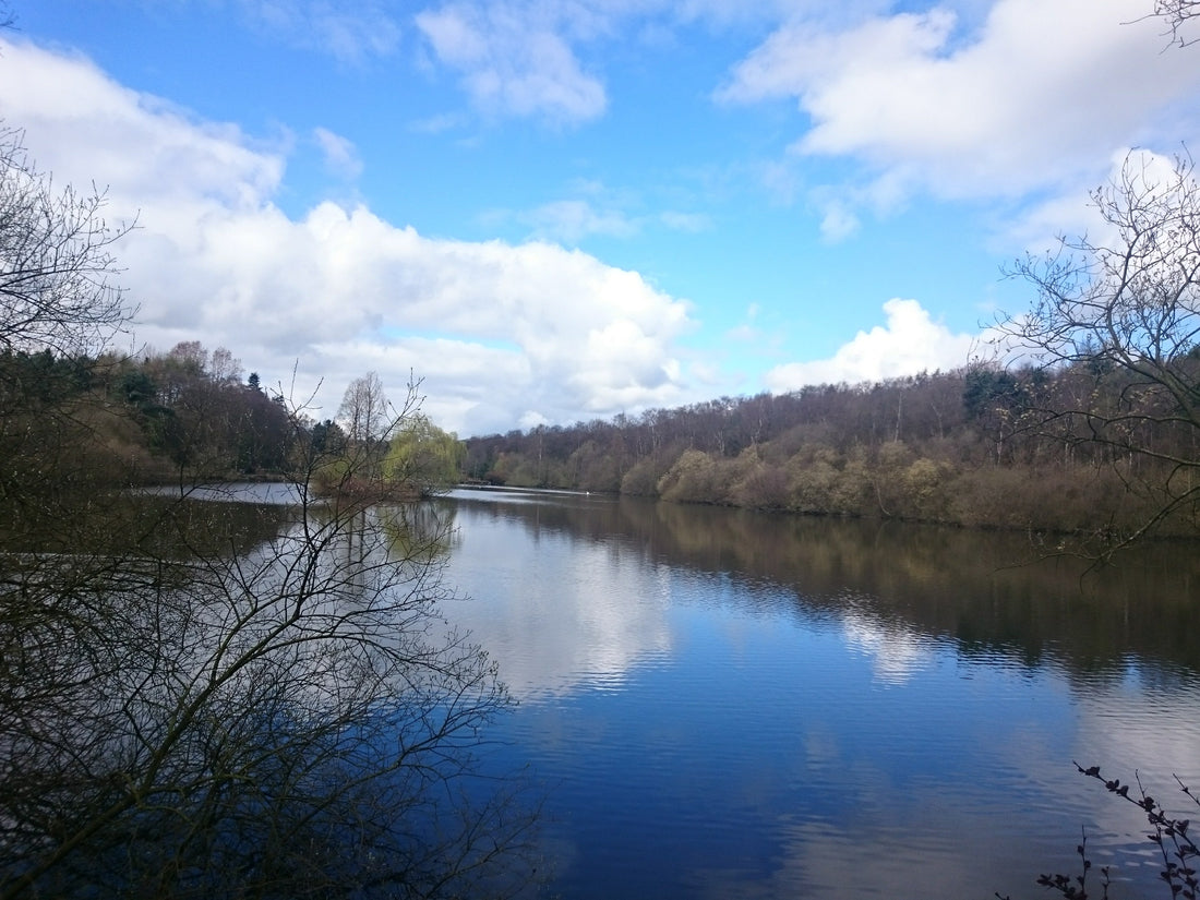 Best Dog-Friendly Walks in Leeds