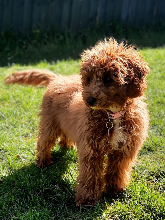 Checklist for bringing home your new puppy