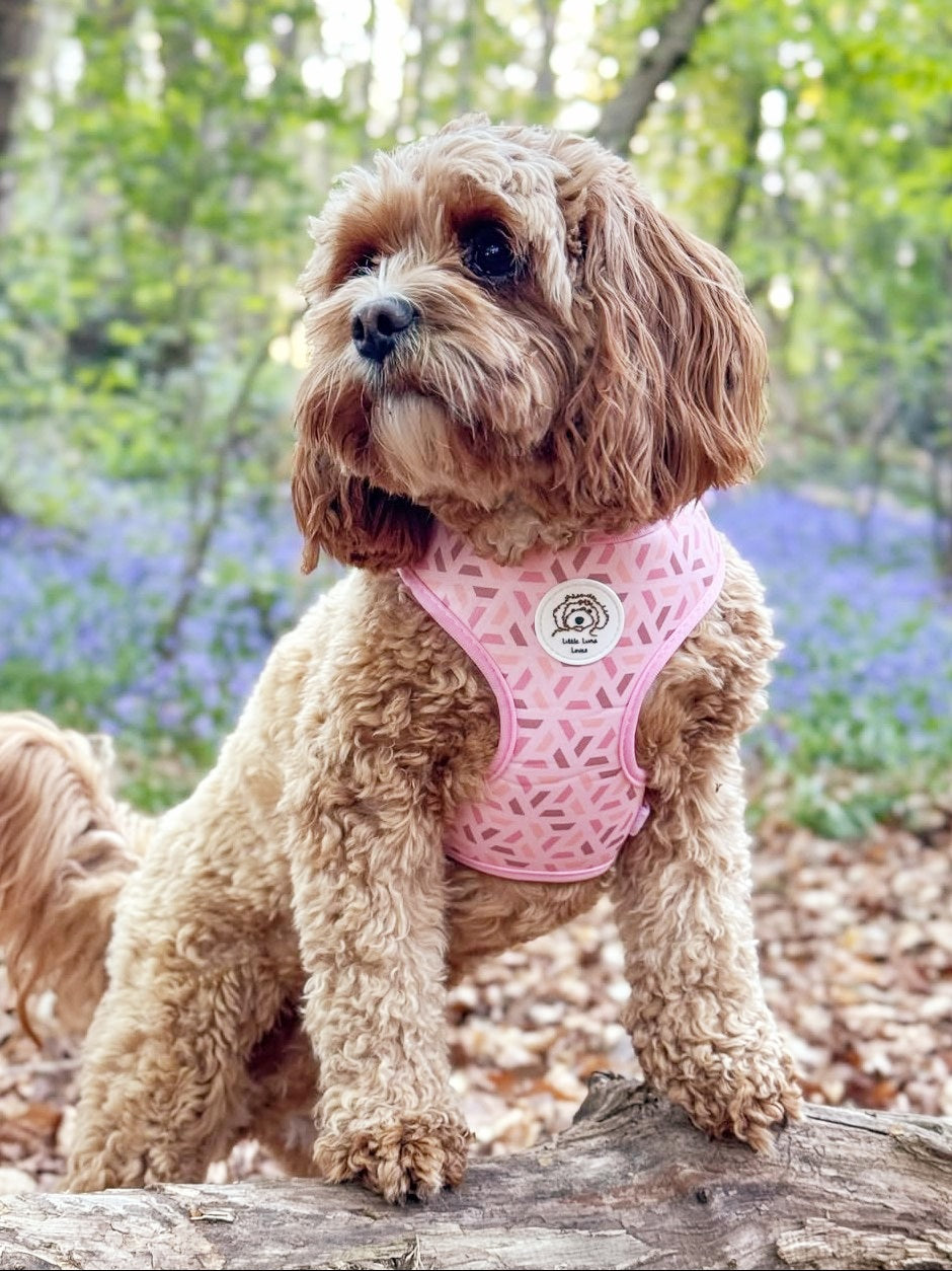 🩷 Pawfect Pink 🩷