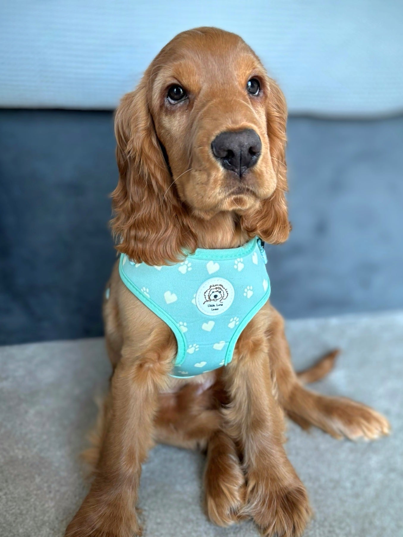 🩵 Paws For Love 🩵