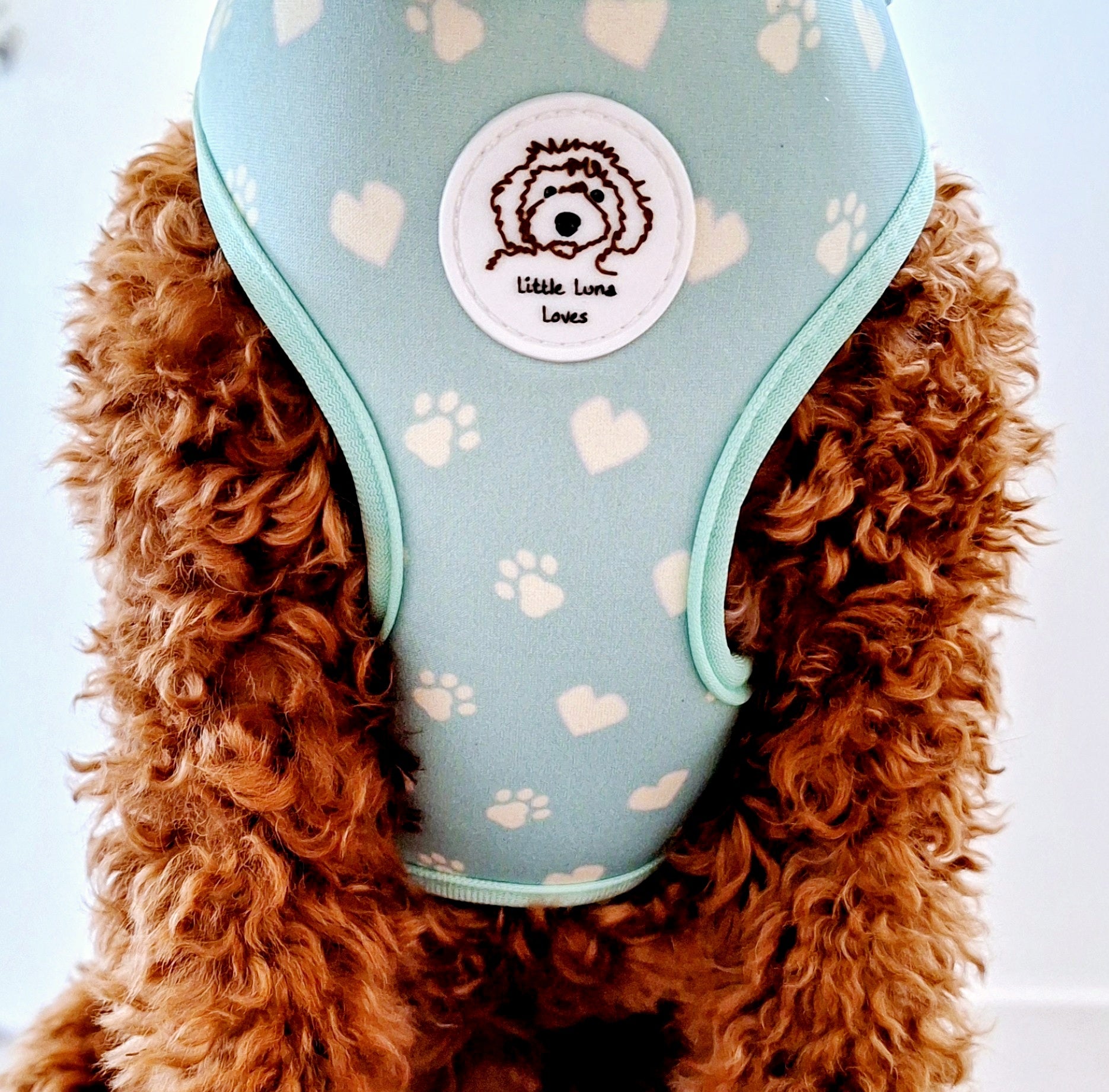 close up of a light green dog harness