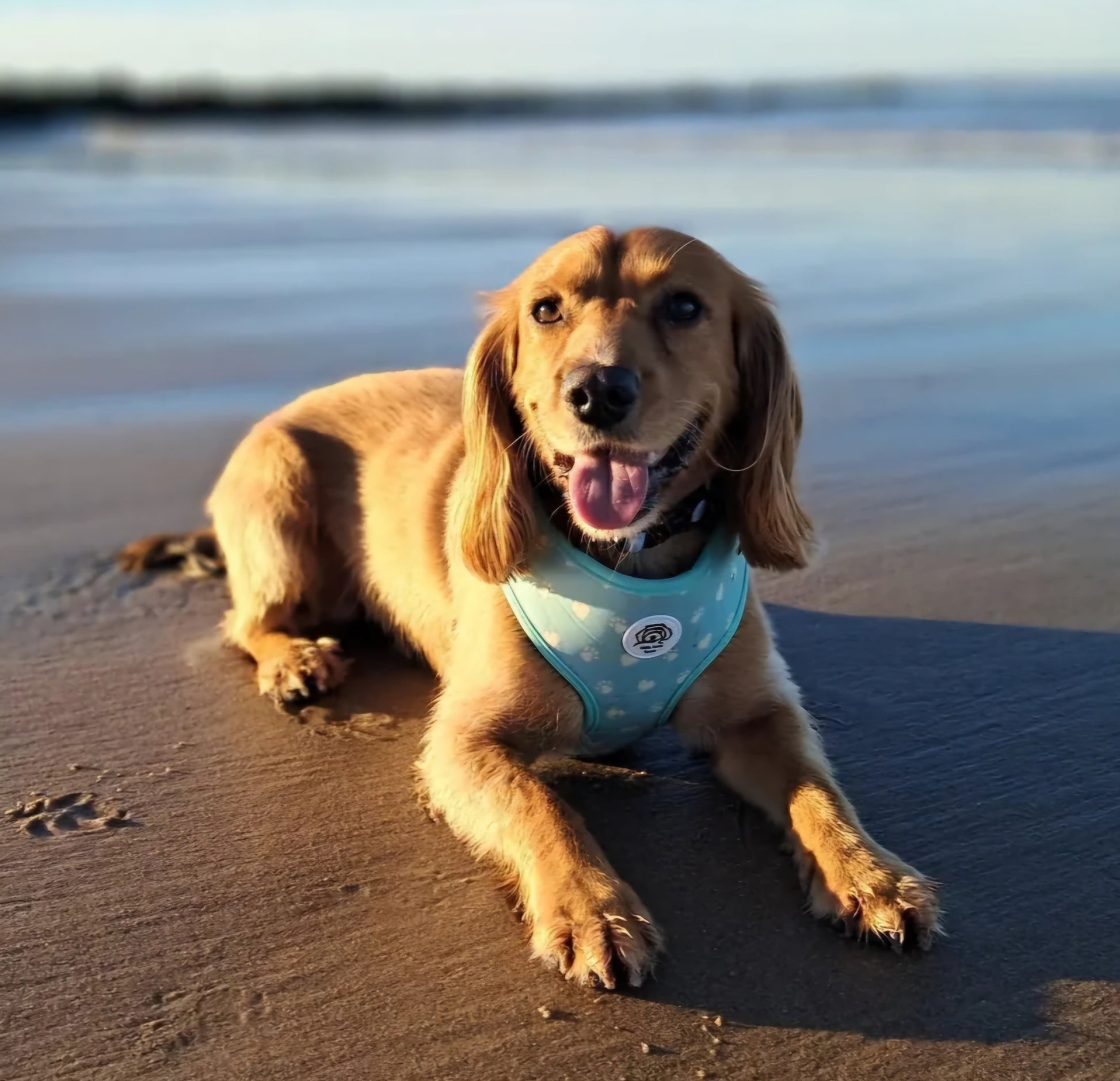 dog sat on the beach wearing a green dog harness