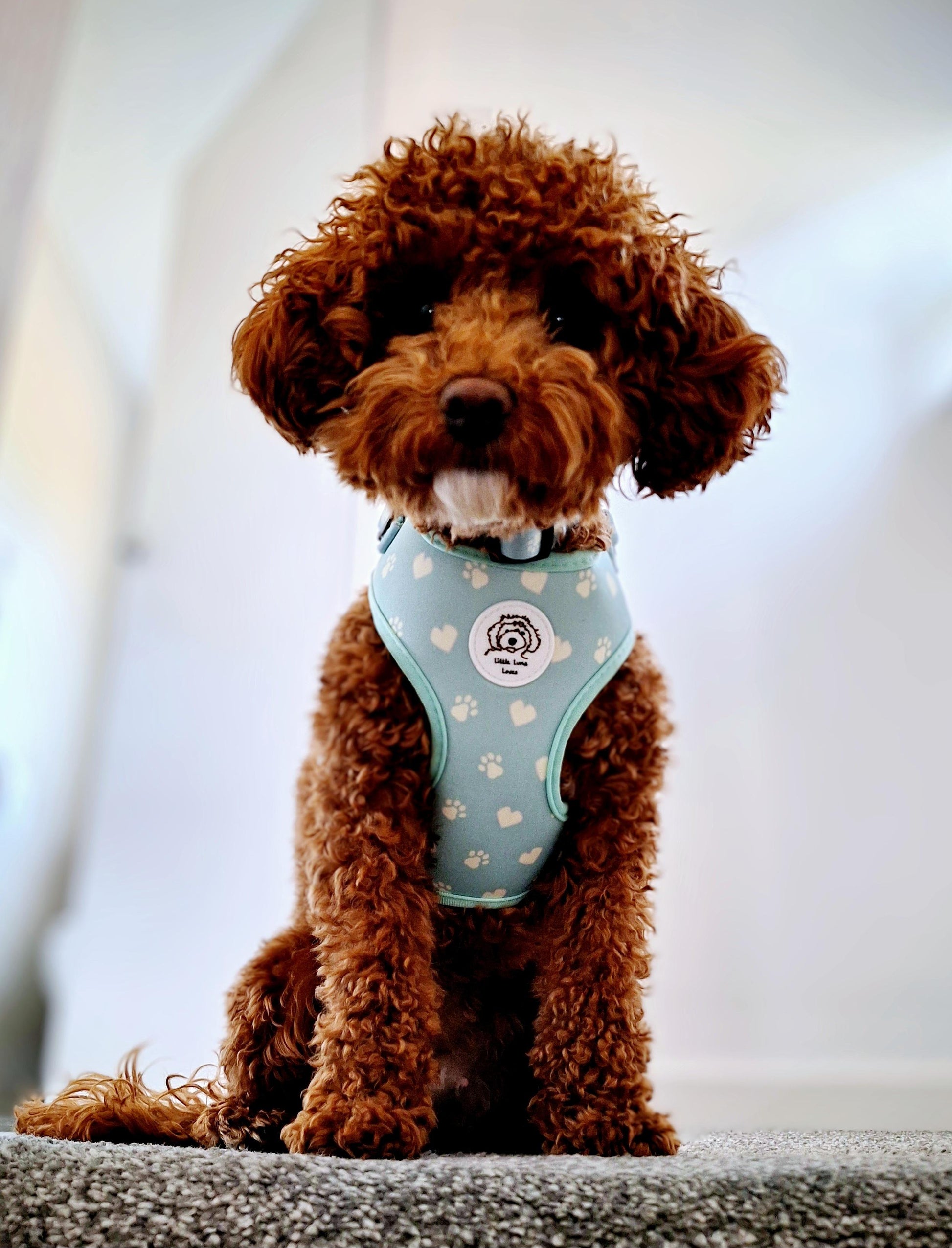 small dog wearing a pastel green colour dog harness with paws and hearts