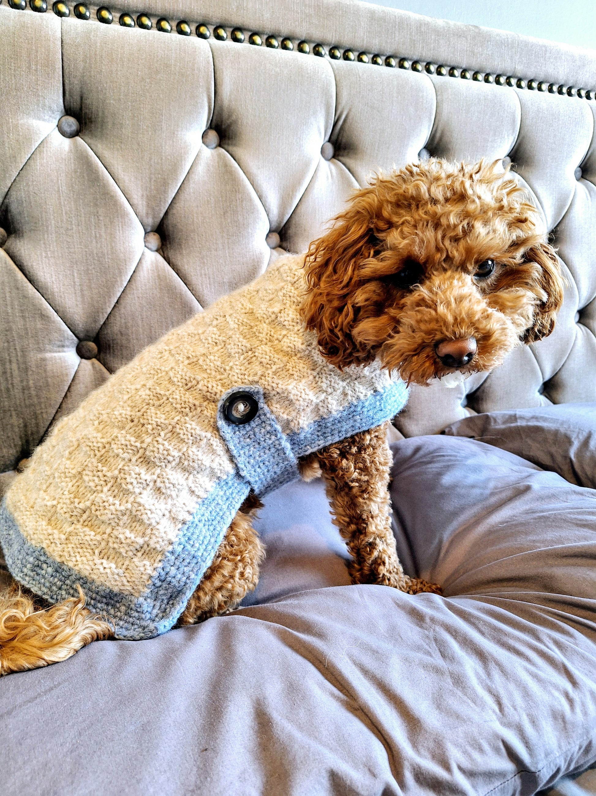 dog wearing a hand knitted cream an blue dog jumper