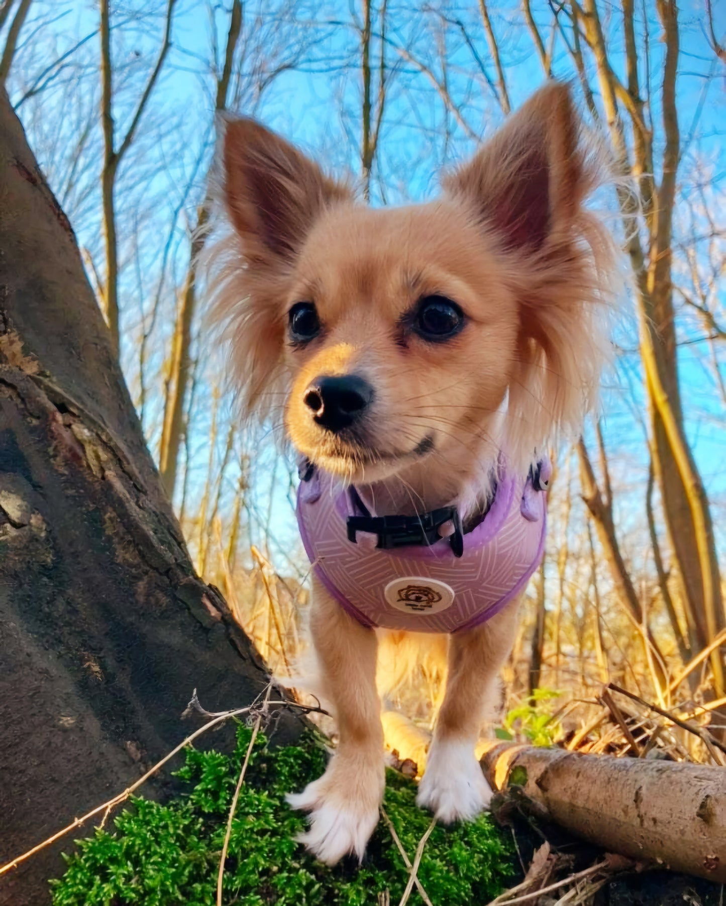 Lavender Luxe 4pcs matching set