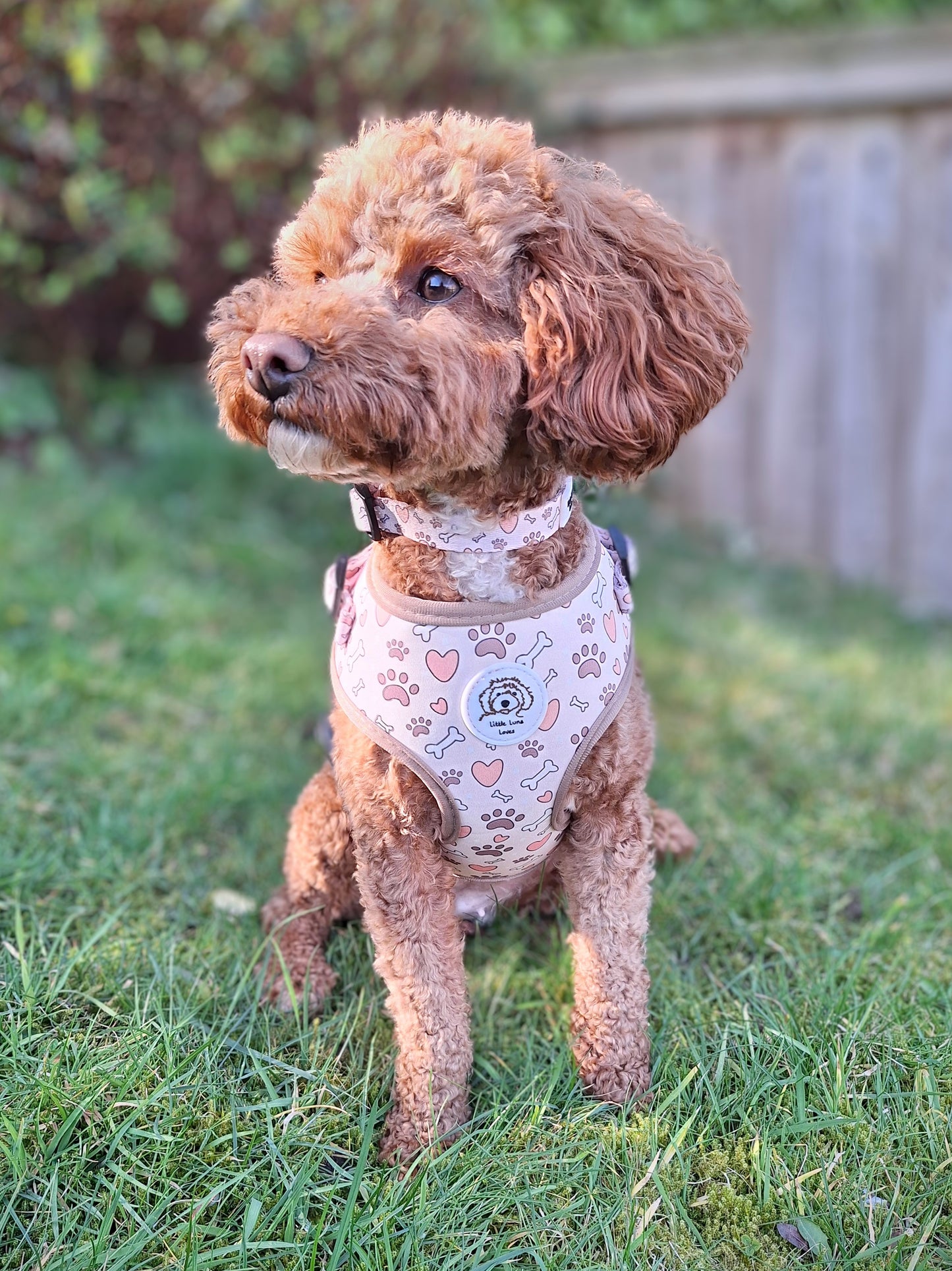A dog wearing an adjustable harness with a bone and paw print pattern, featuring pink straps and a white background.