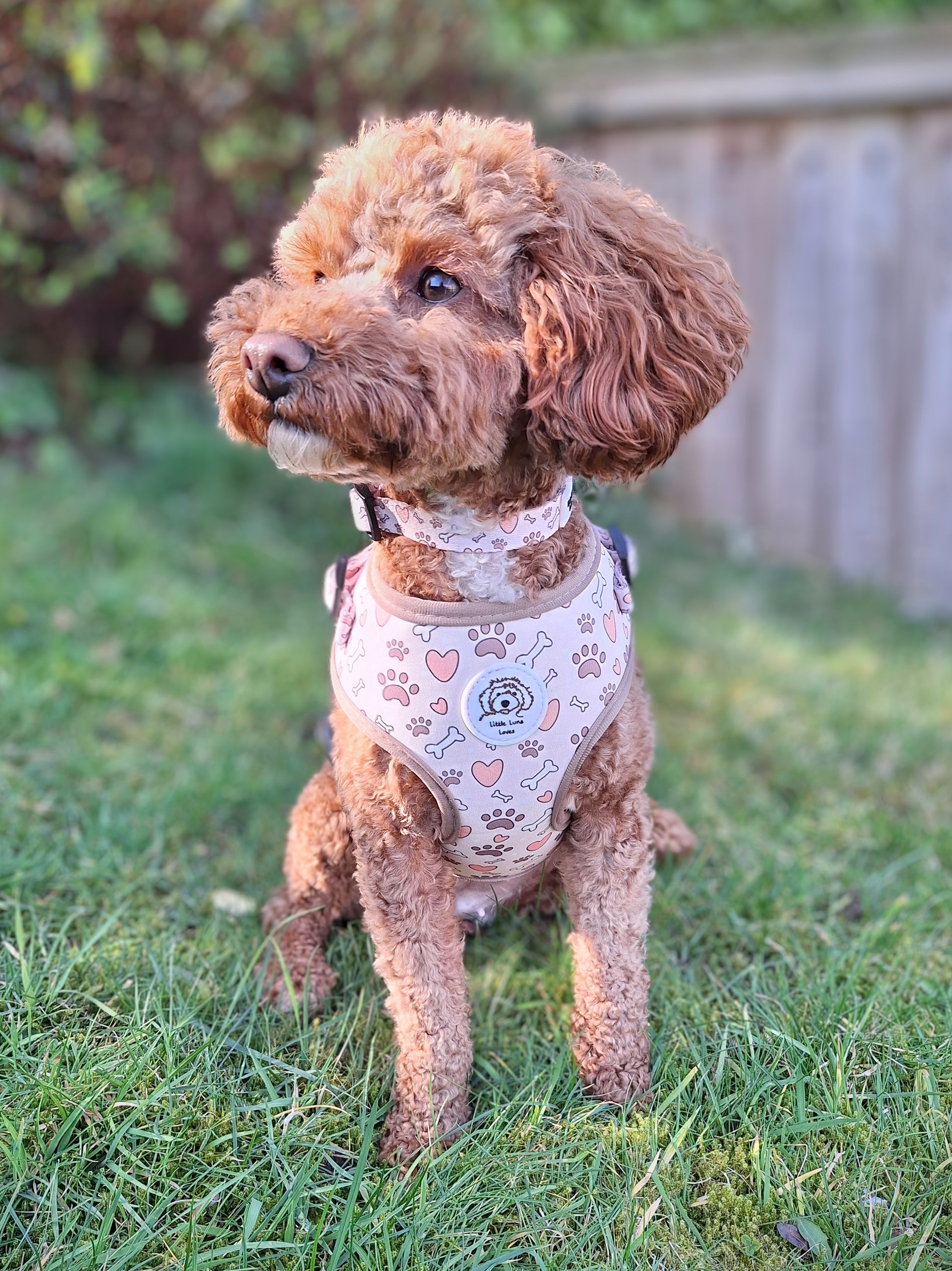 A dog wearing an adjustable harness with a bone and paw print pattern, featuring pink straps and a white background.