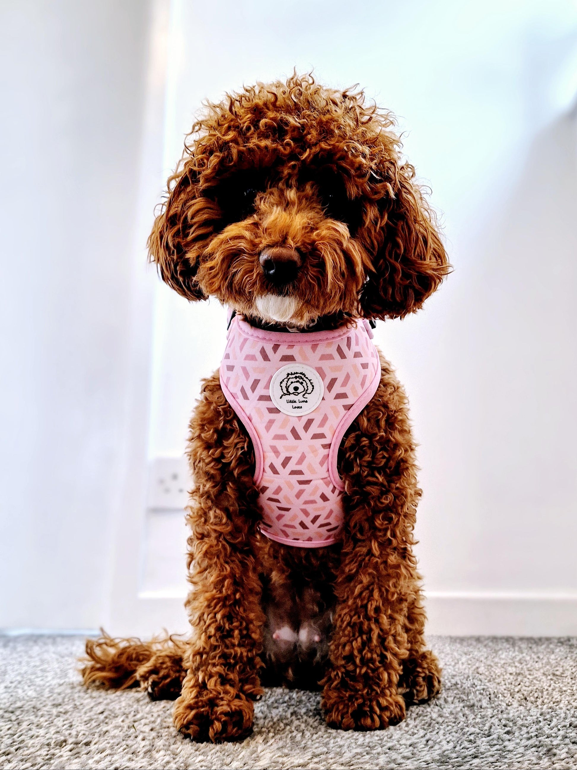 small dog wearing a pink dog harness with a geometric design