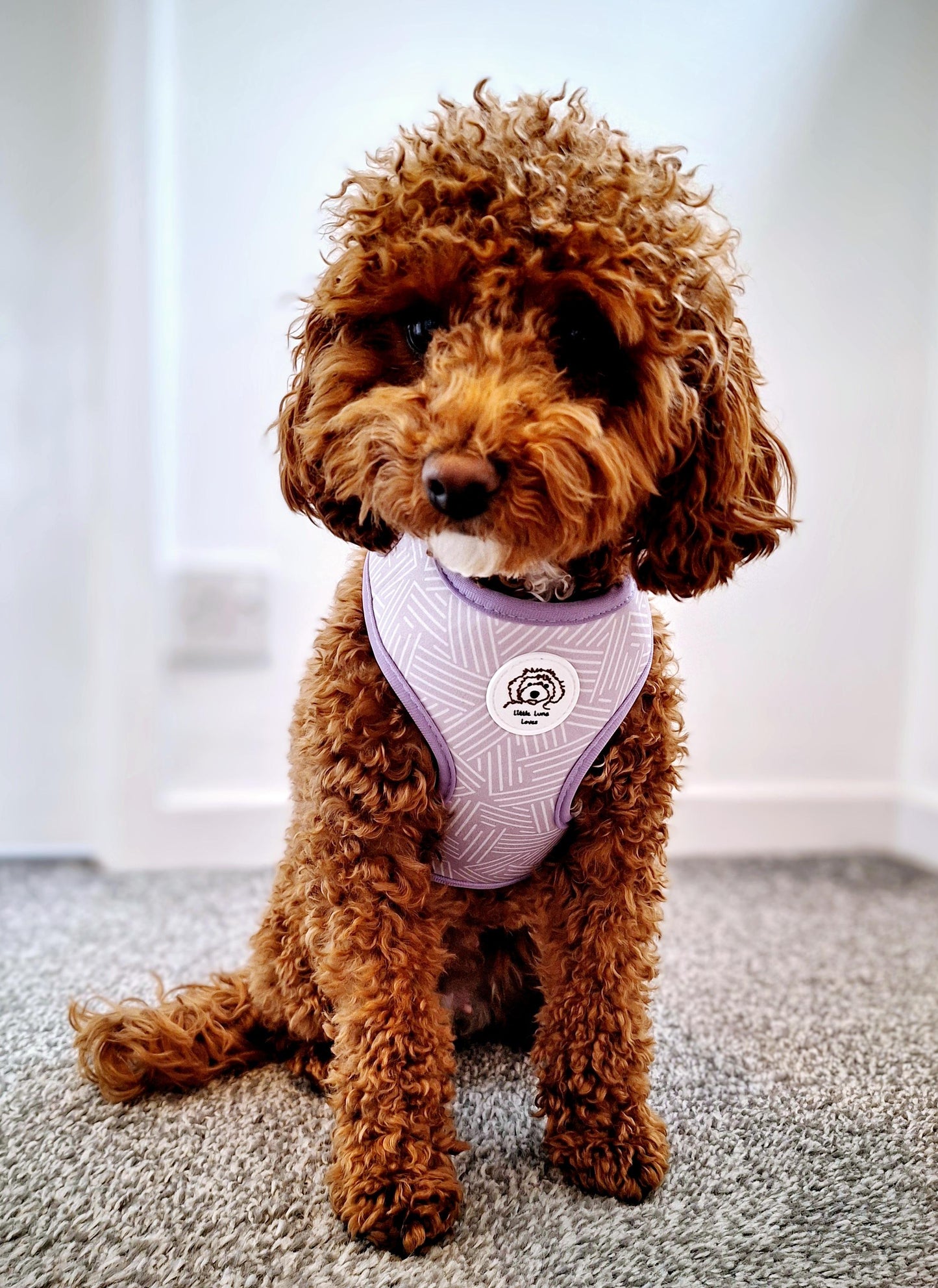 cute puppy wearing a purple dog harness