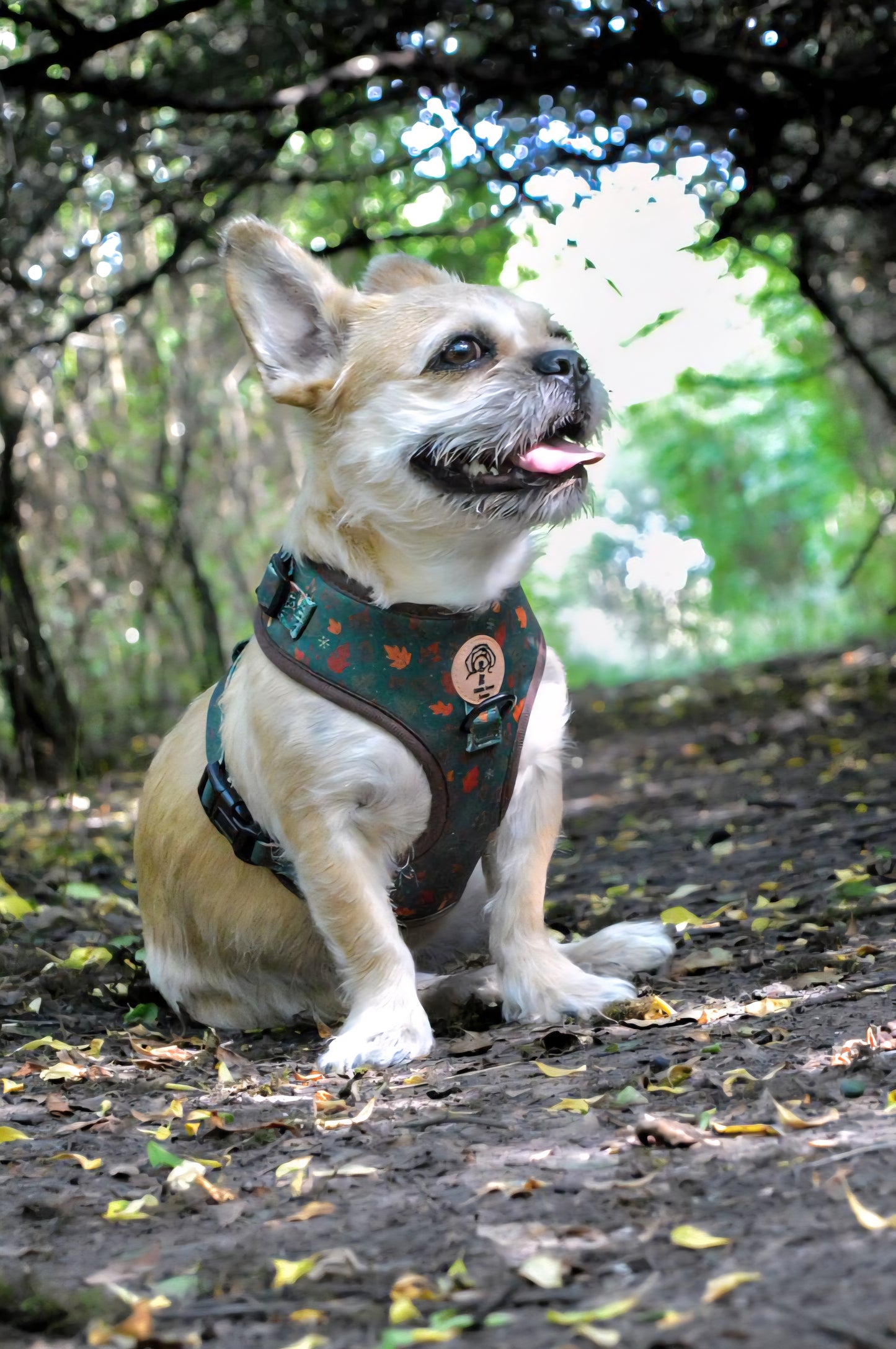 Dog wearing a harness in a forest setting