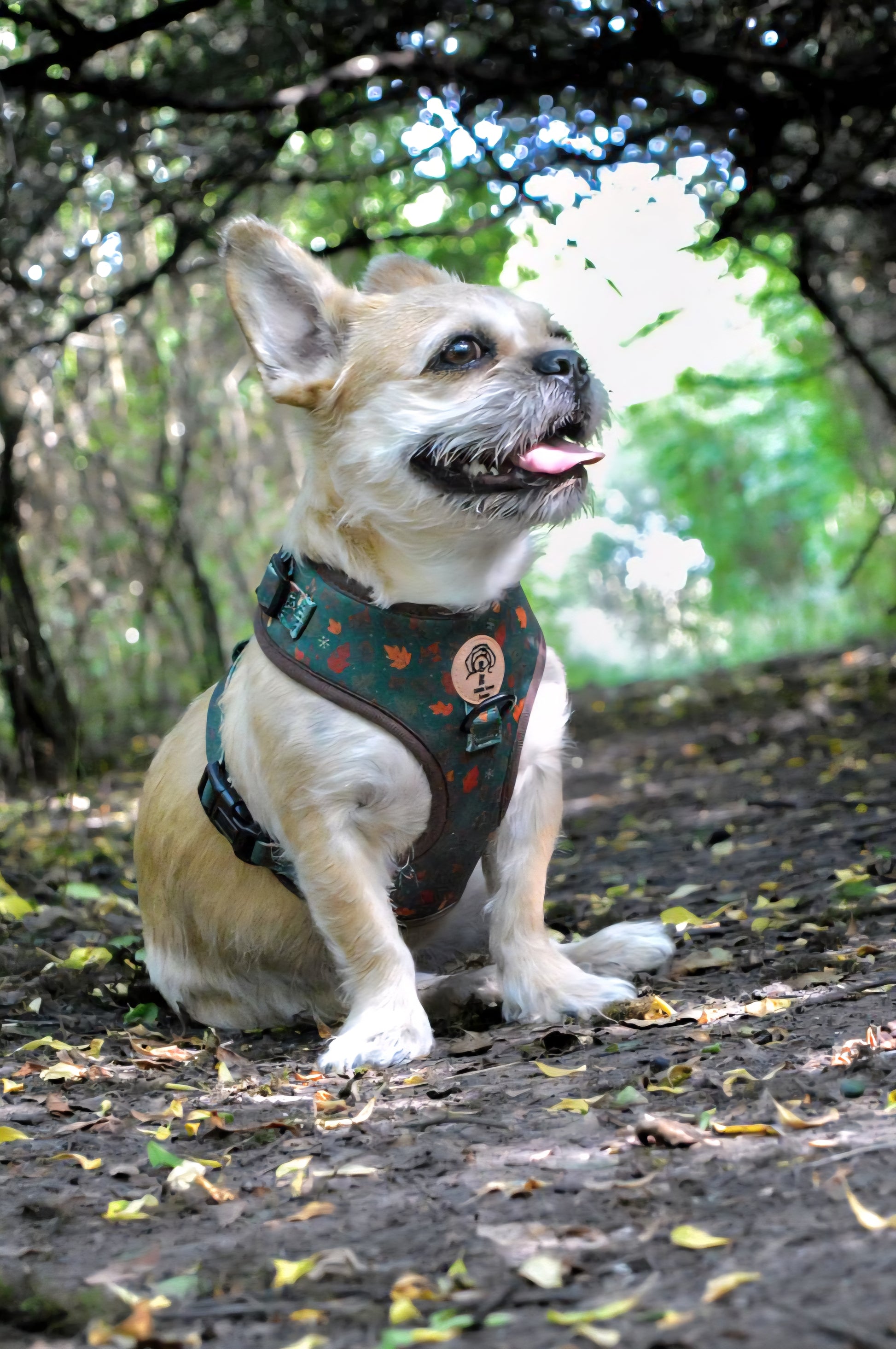 Dog wearing a harness in a forest setting