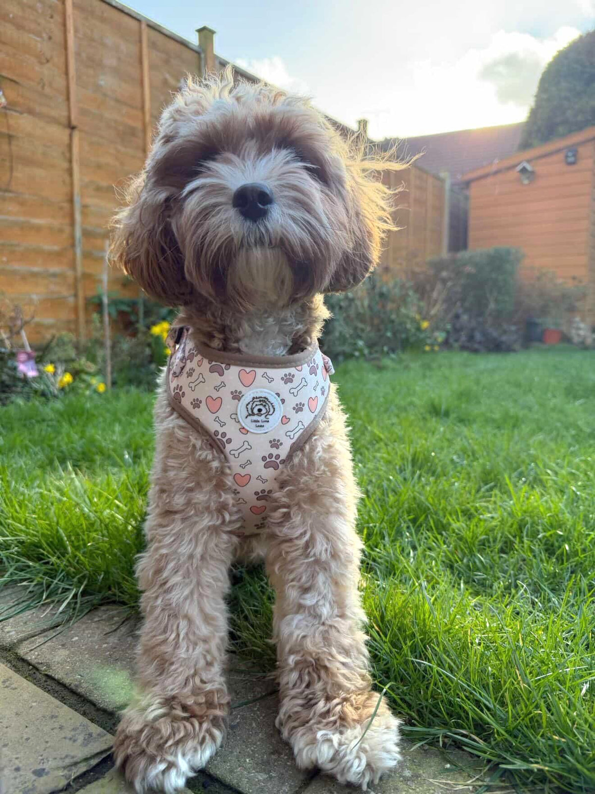 Adjustable Dog Harness - Bone Wild