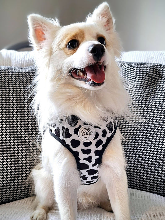 Cute fluffy dog sat on a sofa wearing an adjustable neoprene dog harness in size medium with a cow print design