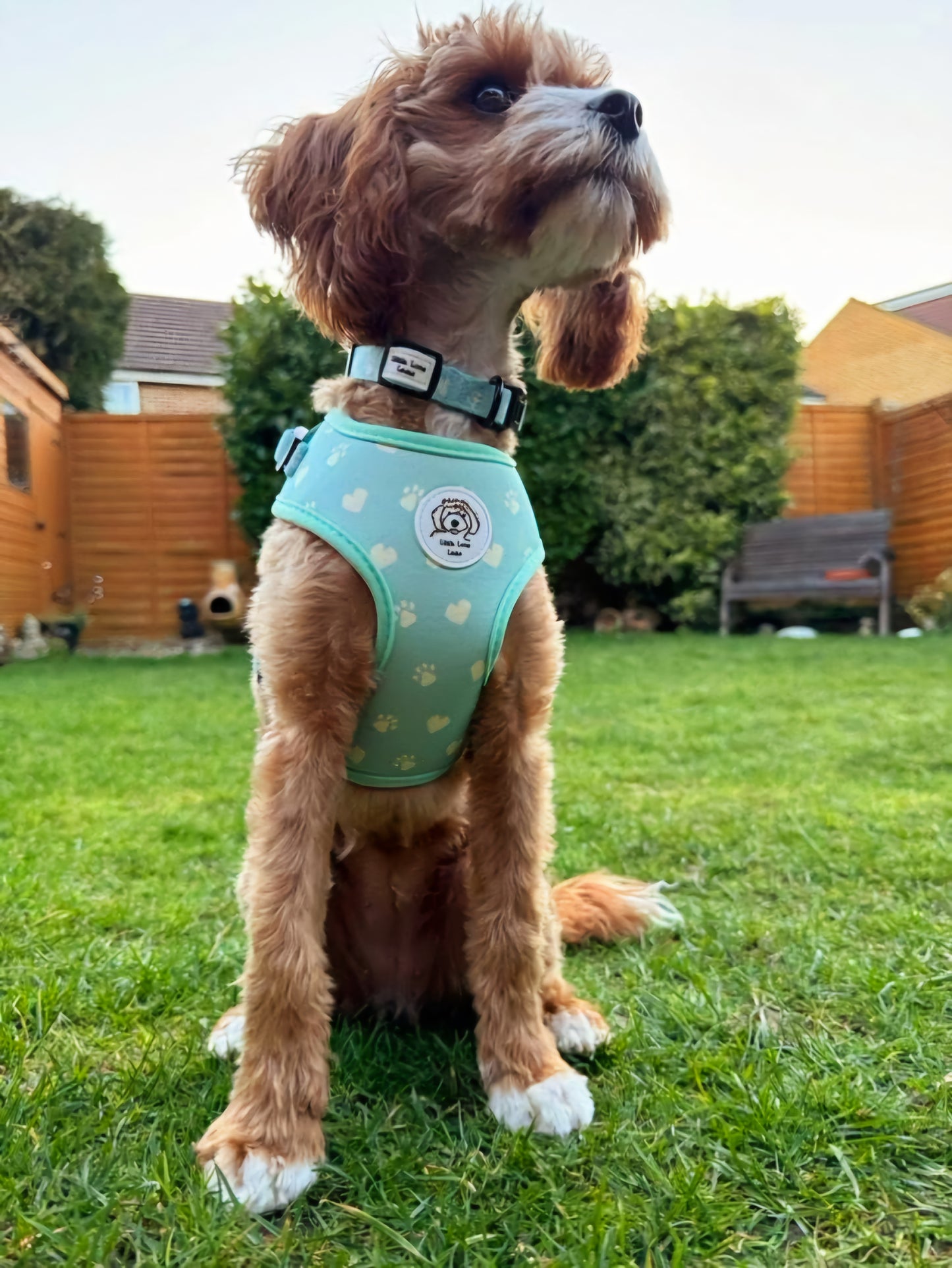 cute puppy wearing a green dog harness with paws and hearts