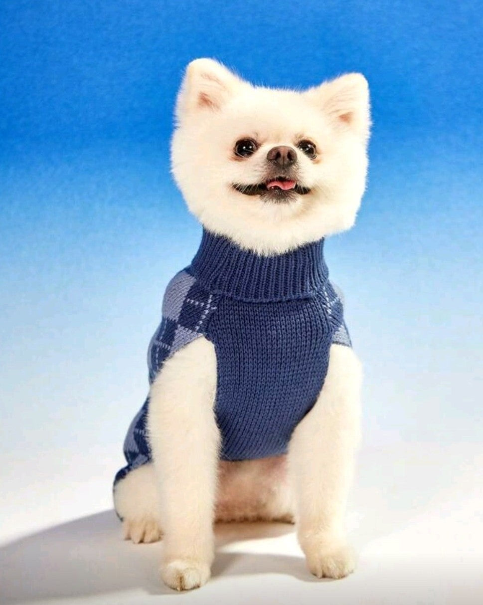 Small white dog wearing a blue sweater against a blue background