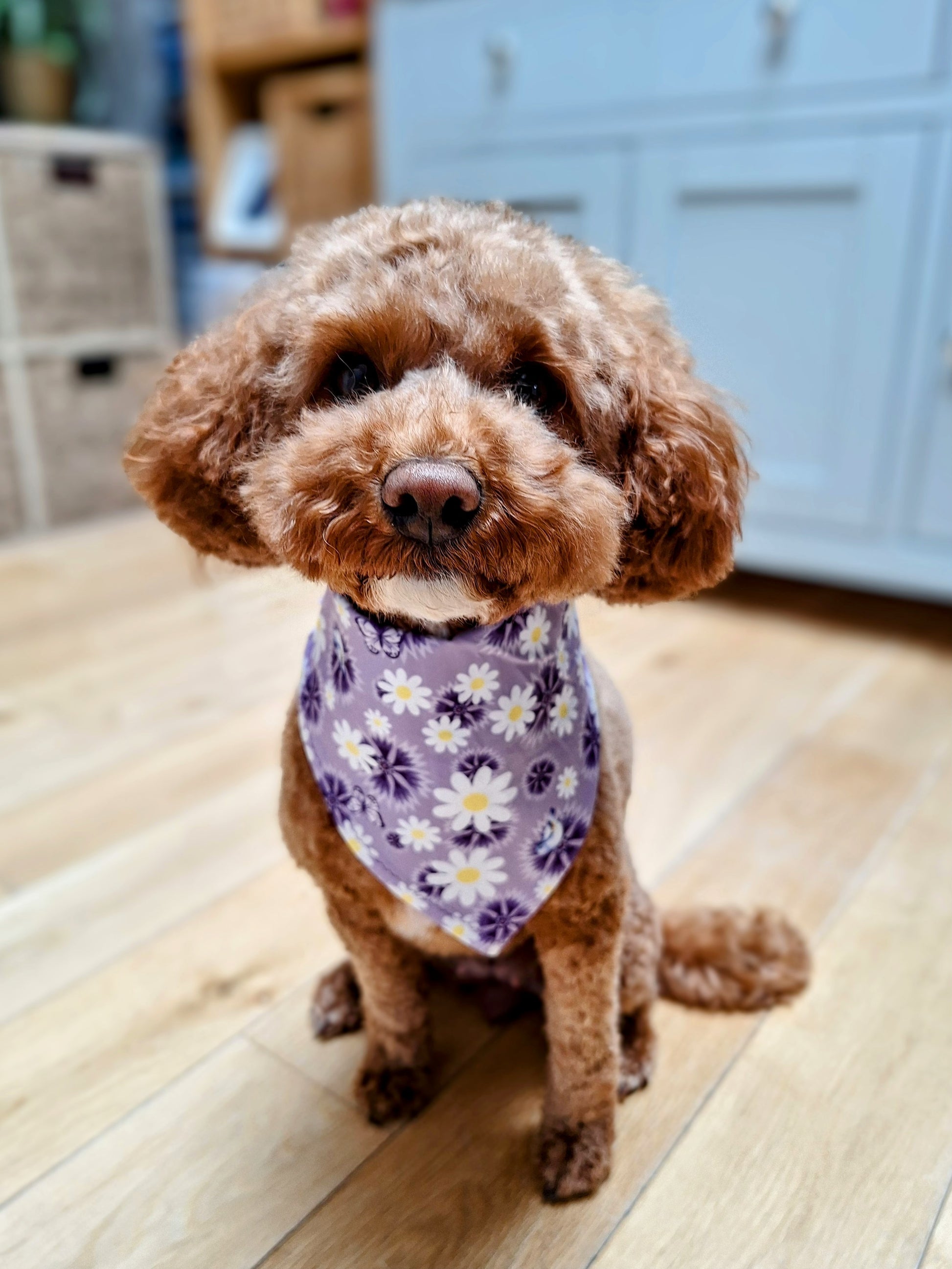 Small dog wearing purple bandana with daisys