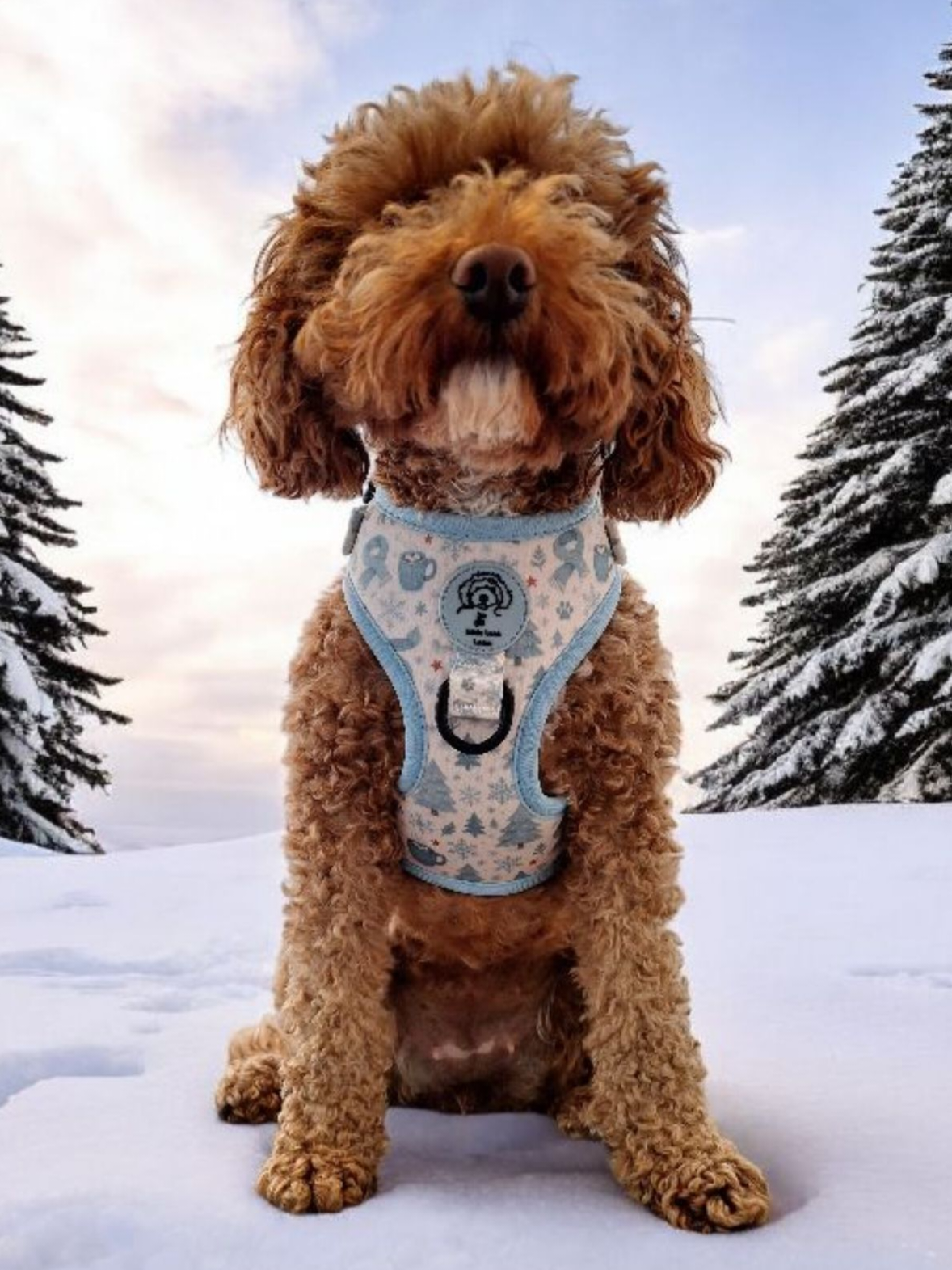 Brown dog wearing a blue harness with a snow-covered landscape and trees in the background