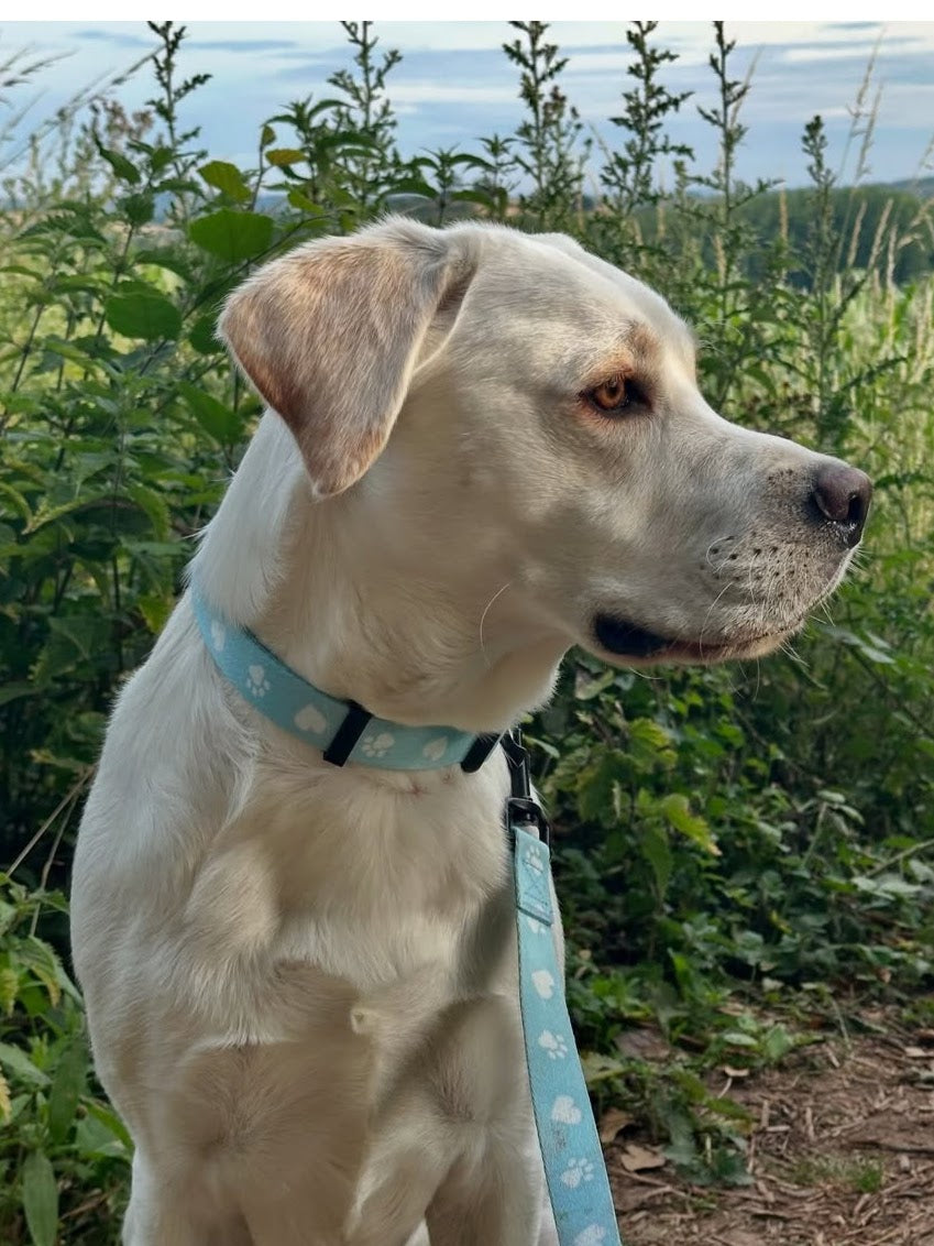 Golden Labrador dog wearing a green collar and lead, with green plants behind him