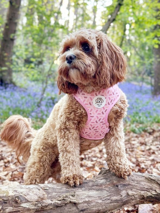Cute Cavapoo Puppy wearing a pink neoprene adjustable dog harness
