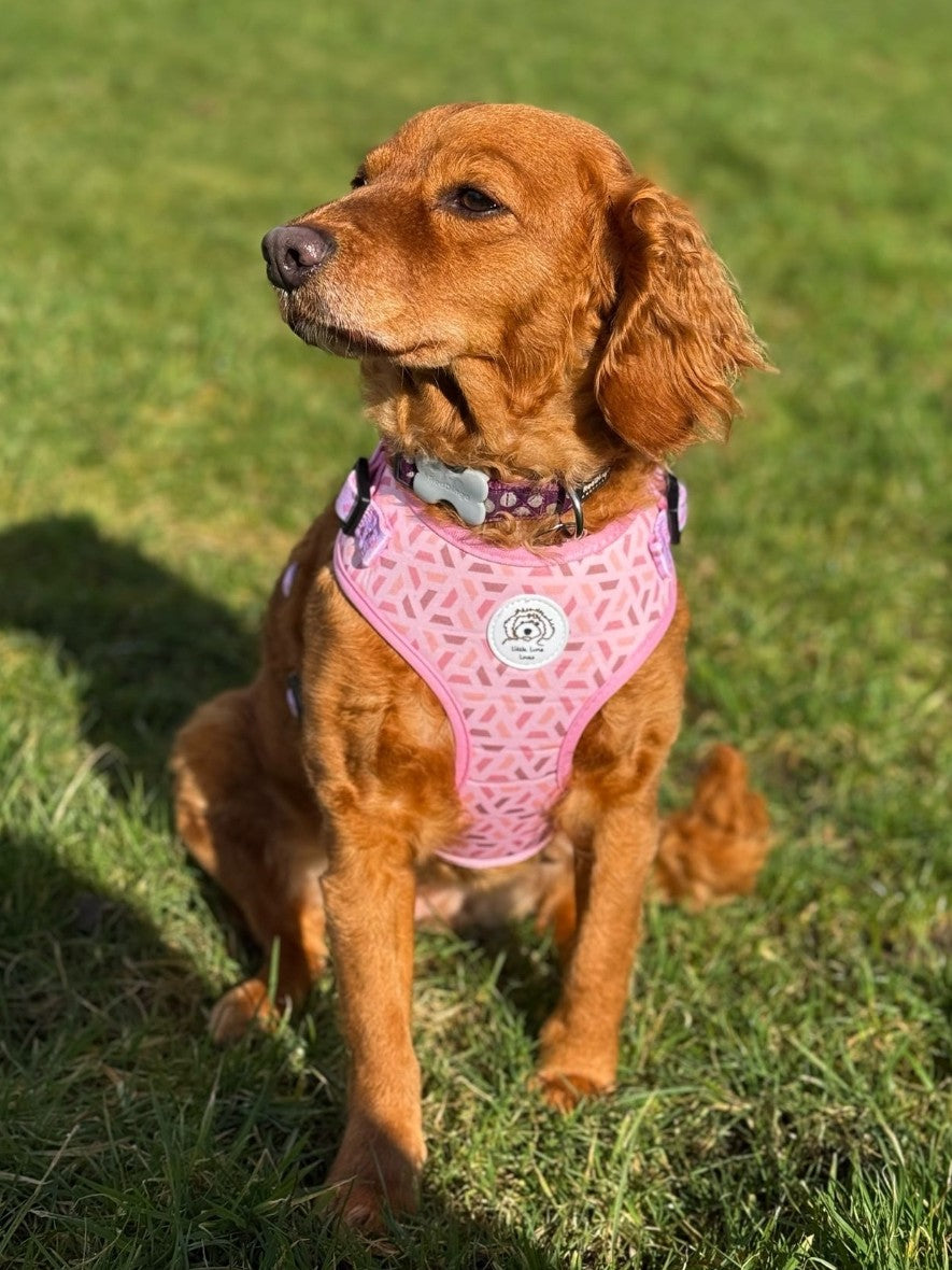 ginger dog sat on grass wearing a pink dog harness