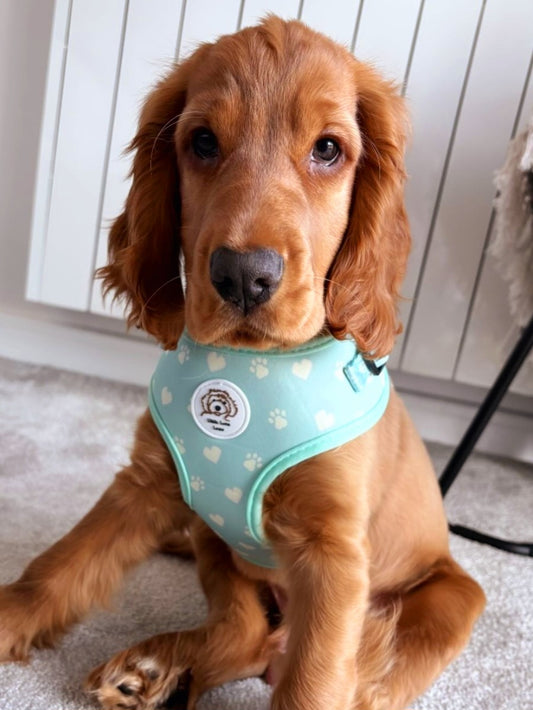 Cute puppy wearing a Green adjustable neoprene dog harness