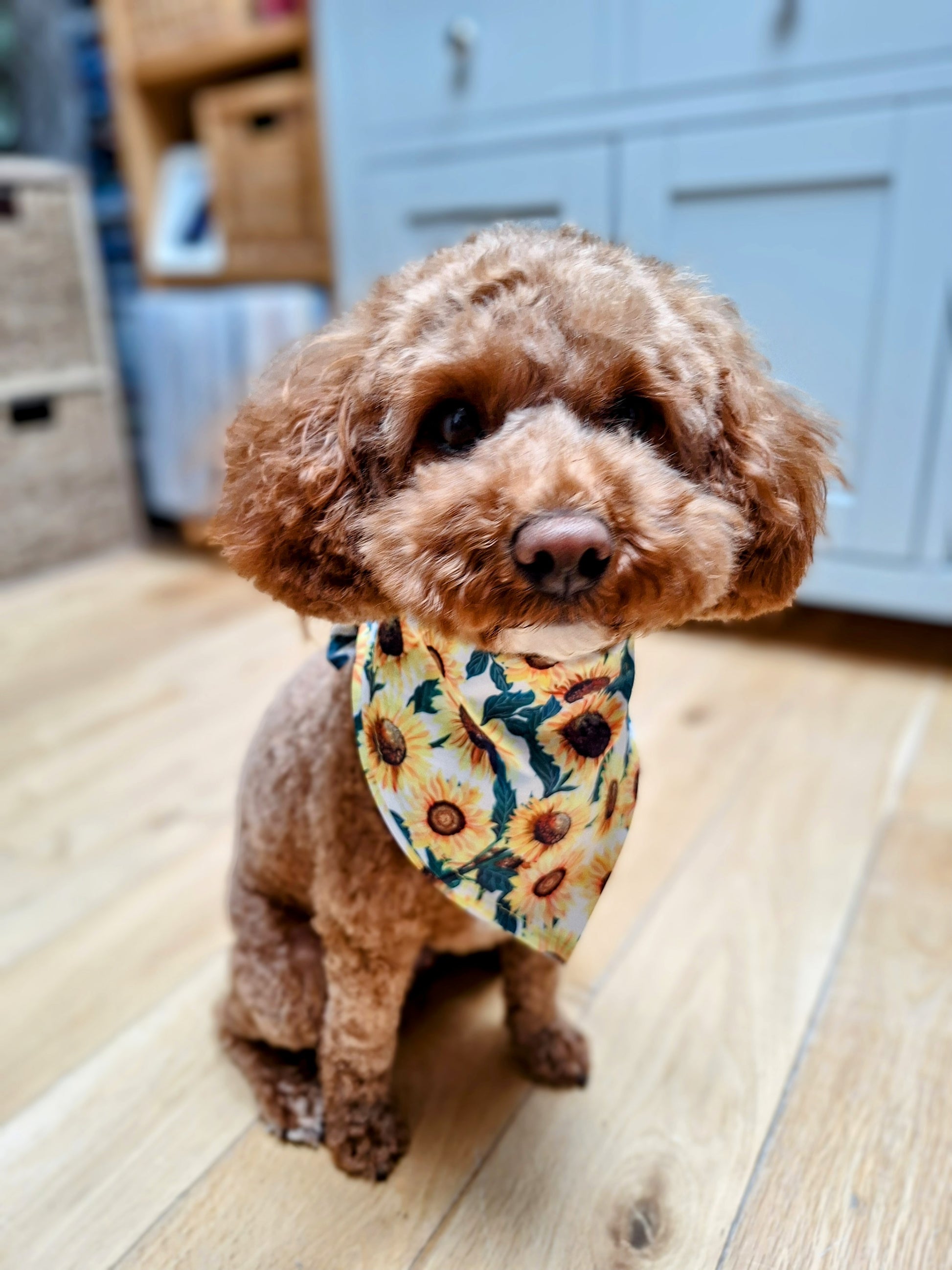 A small dog wearing a bandana with sunflowers design on it