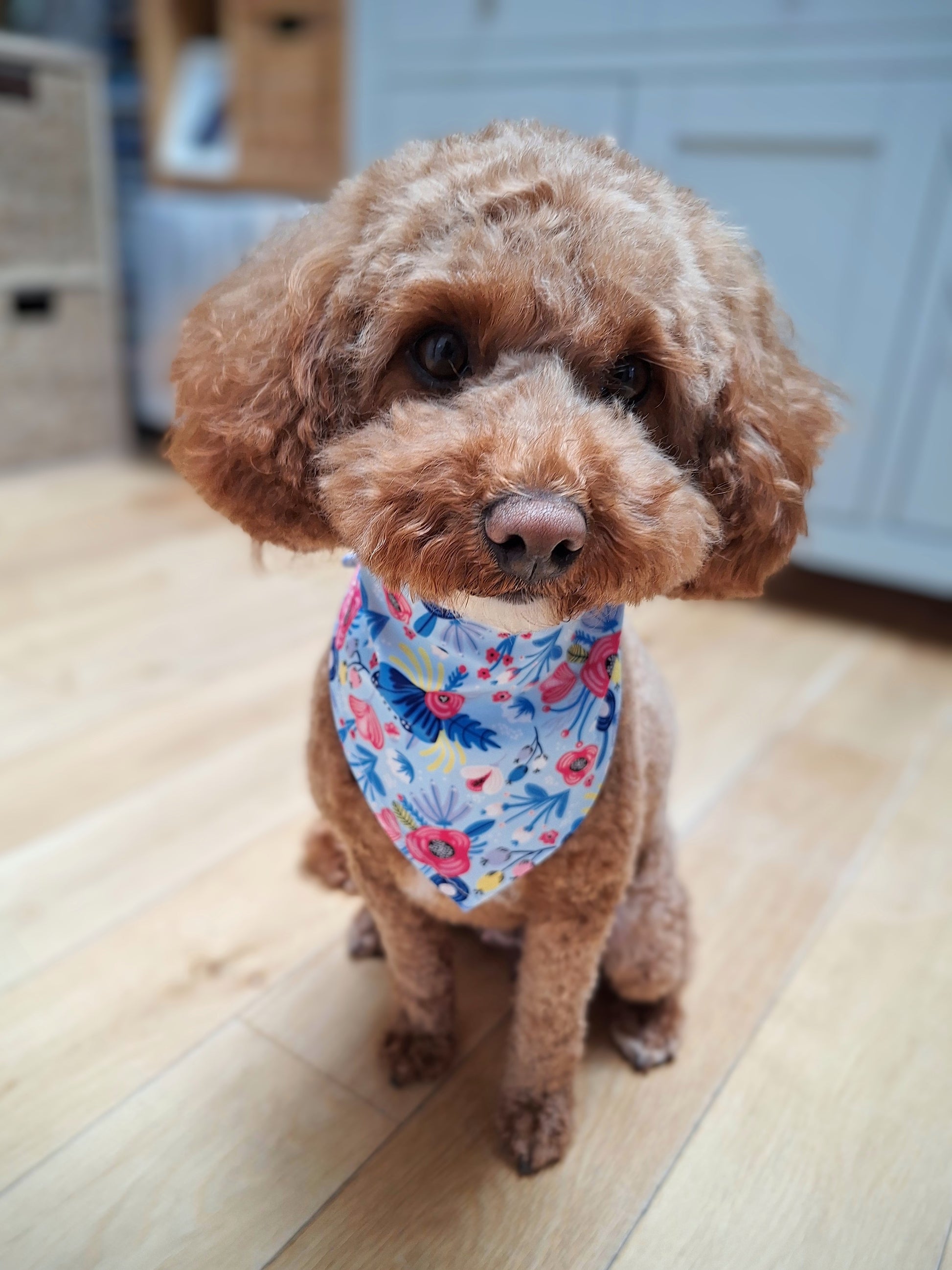 small ginger dog wearing a blue and red floral bandana