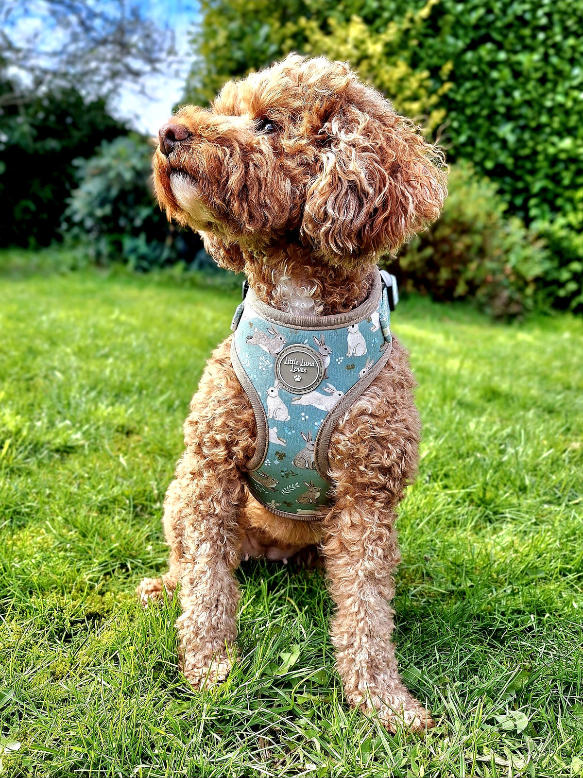 Small dog wearing a harness in a grassy outdoor setting