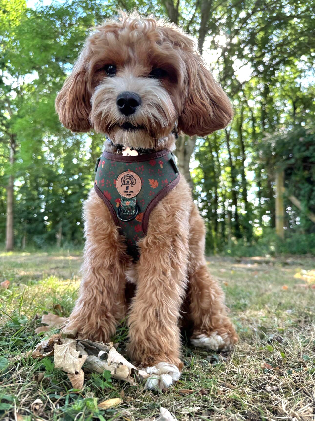 Brown dog wearing a harness sitting on grass with trees in the background