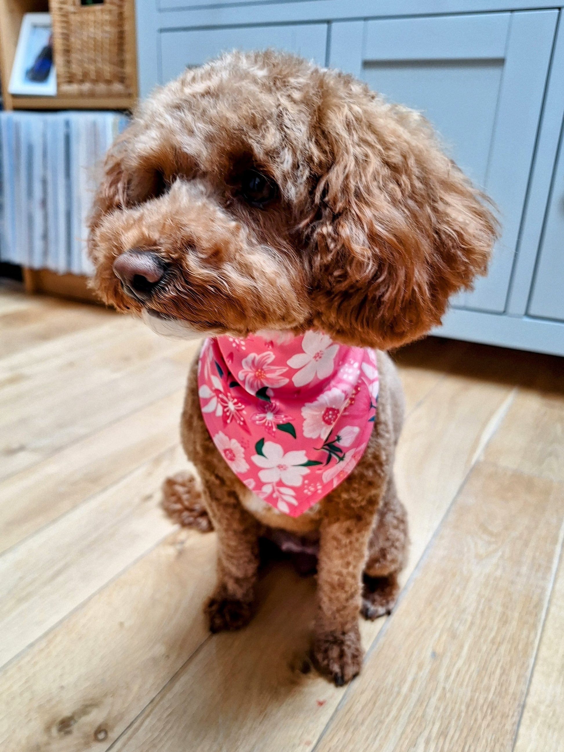 small cute dog wearing a pink floral dog bandana