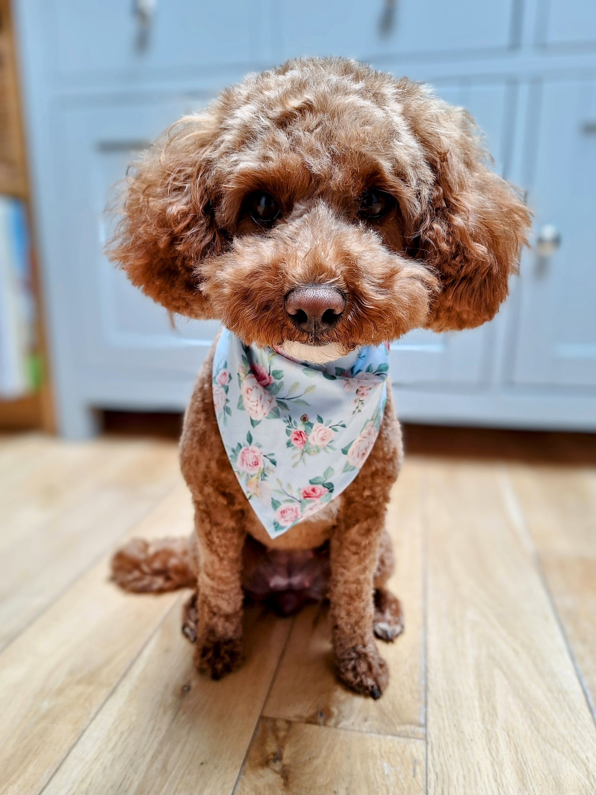 small fluffy dog wearing a floral dog bandana