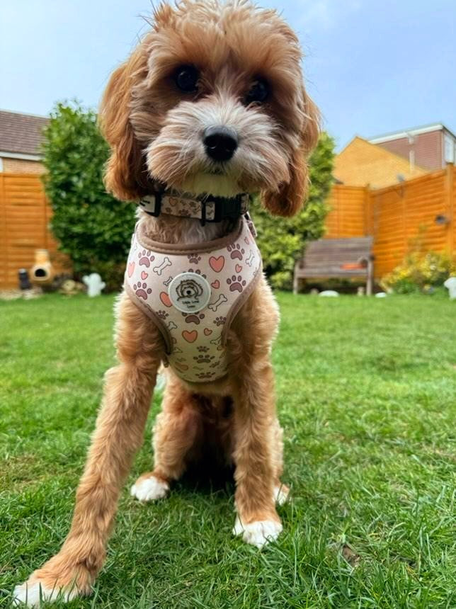 Matching 3pcs Bundle- Bone To Be Wild