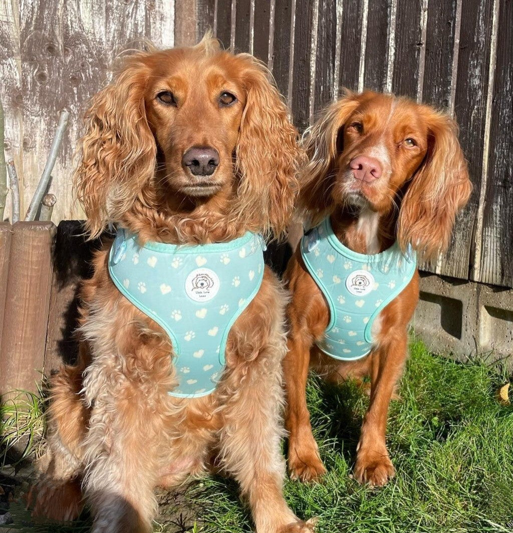 2 dogs sat in the garden wearing a green dog harness with paws and hearts design