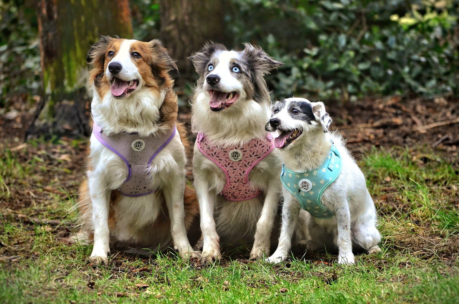 Dog Harnesses