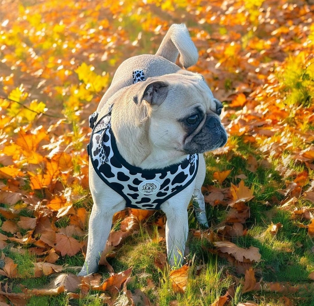 Adjustable Harness - Dalmatian