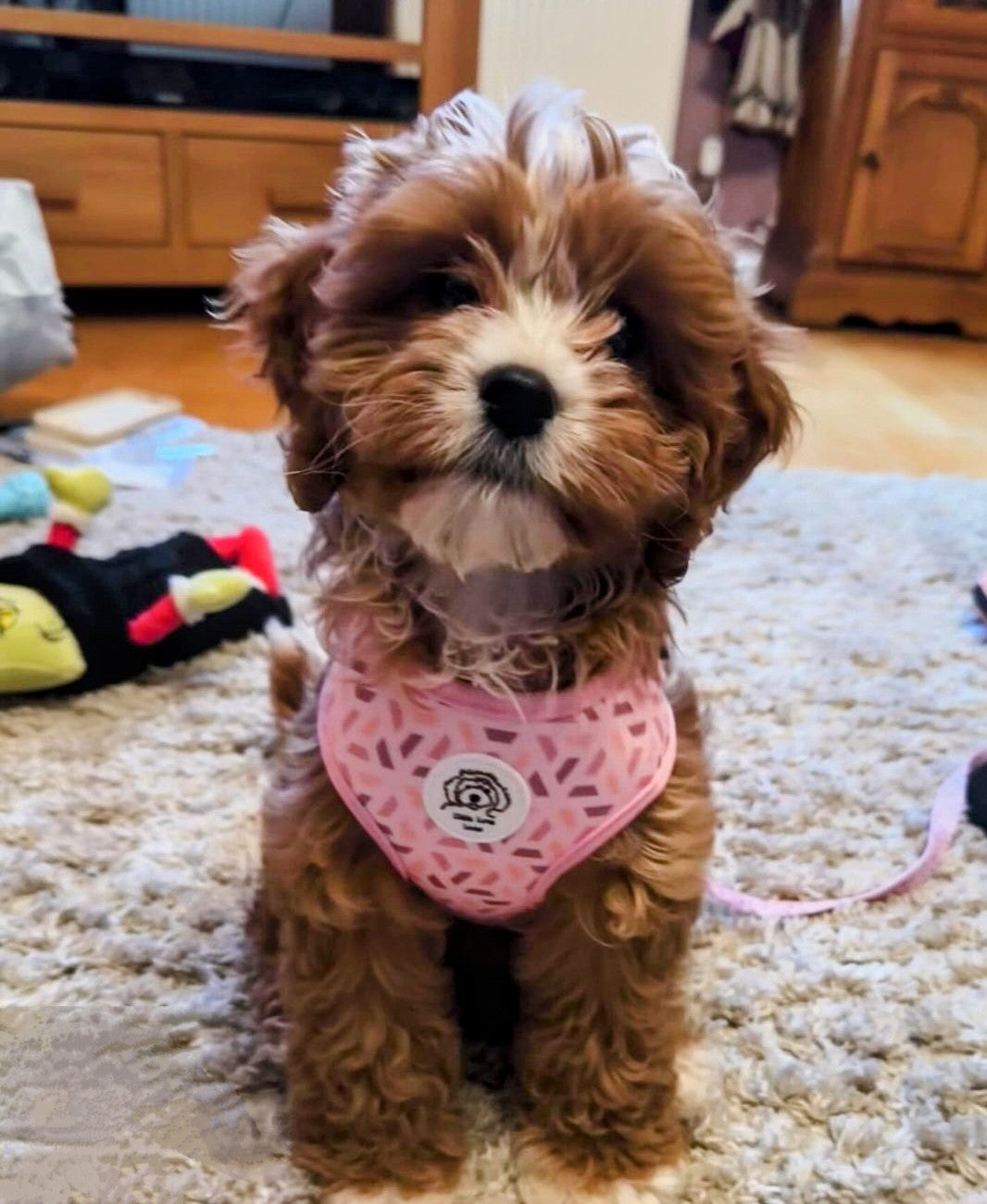 Adjustable Harness - Pawfect Pink