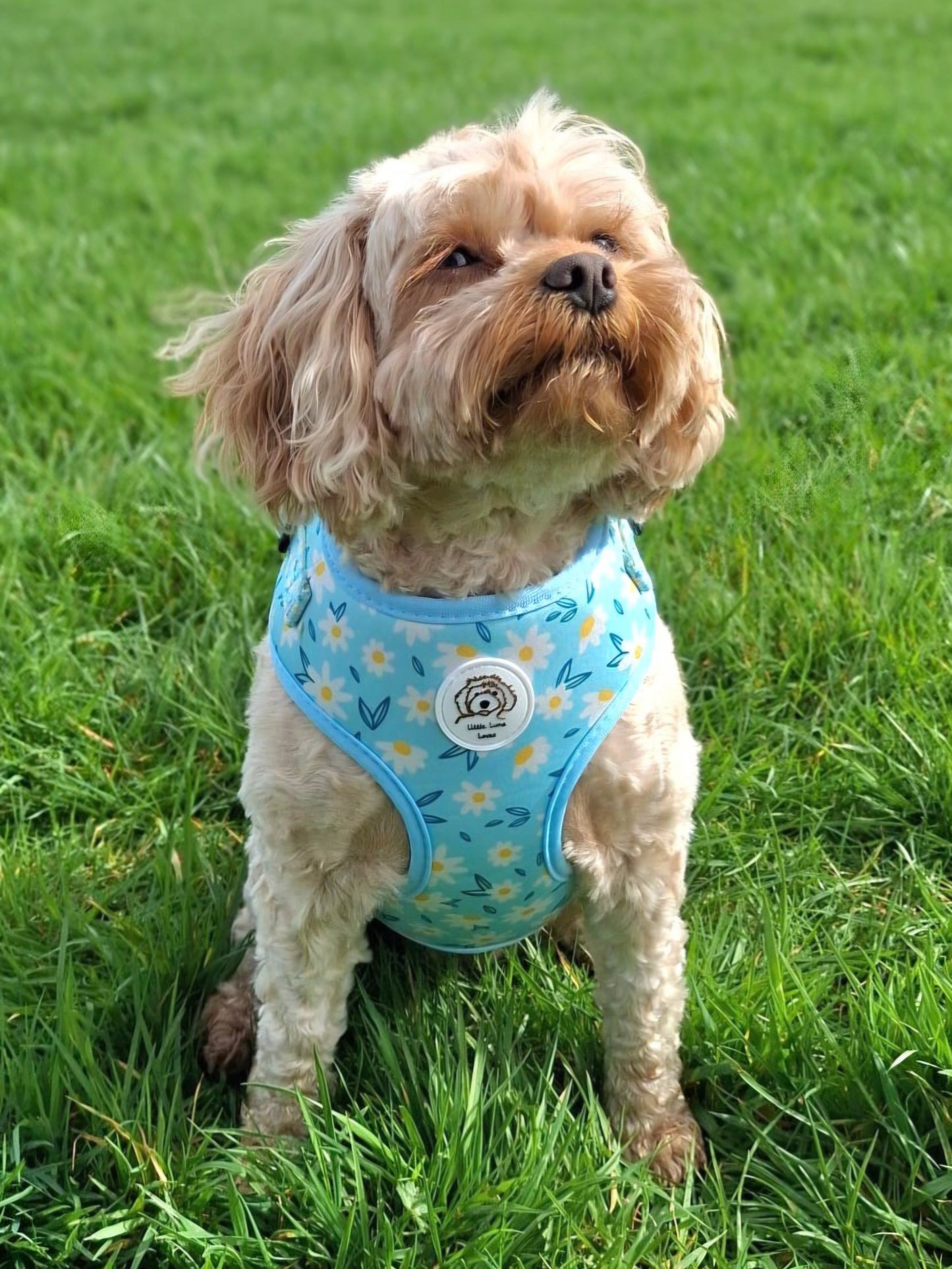 Adjustable Dog Harness - Daisy