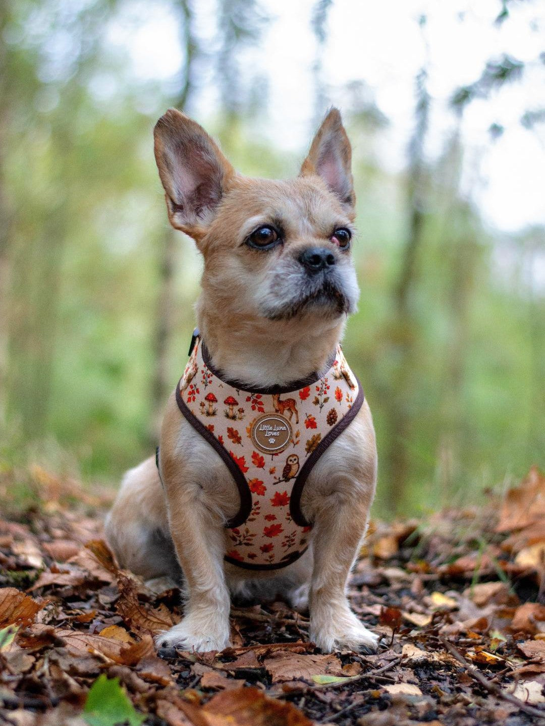 A small tan dog sitting on a leaf-covered forest path, wearing a patterned harness with red maple leaves and brown trim.