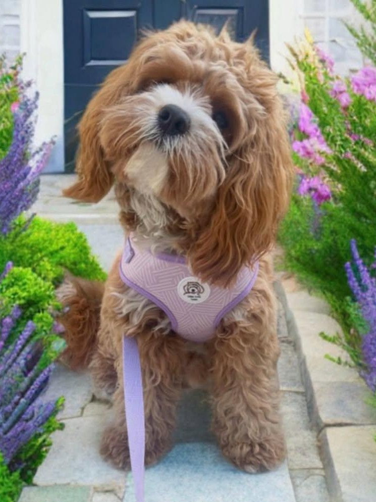 Adjustable Dog Harness - Lavender Luxe