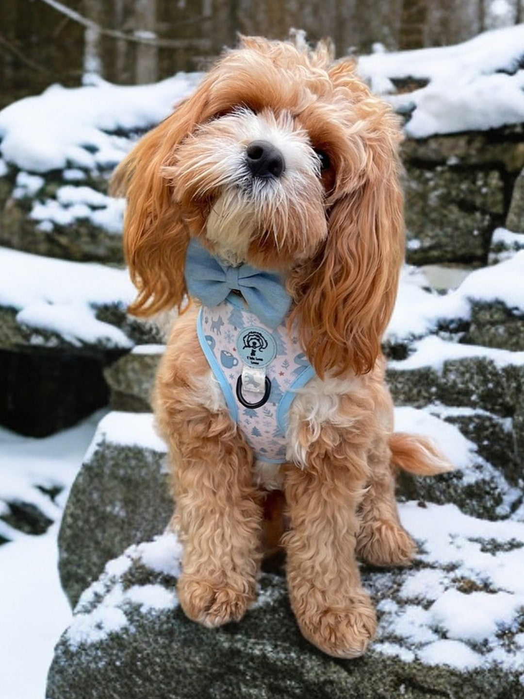 Cute dog wearing a blue dog harness with snowflakes and tree winter pattern, sitting on a rock covered in snow