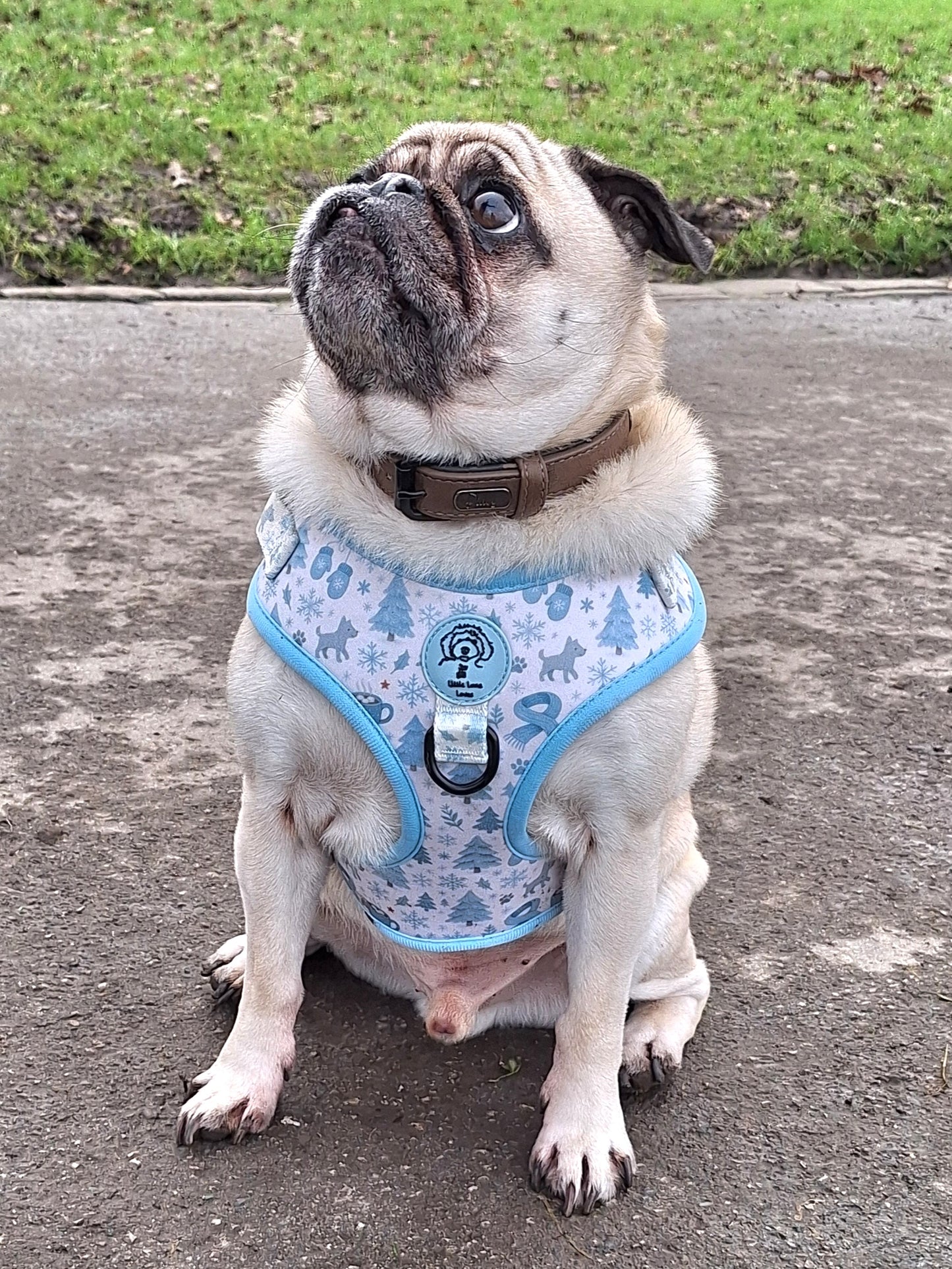 Adjustable Dog Harness - Arctic Adventures