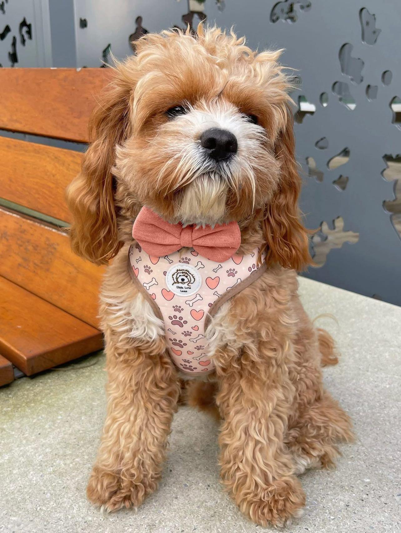 Adjustable Dog Harness - Bone To Be Wild