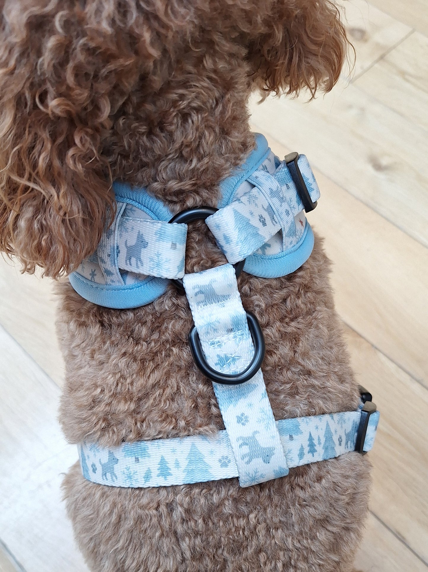 Dog wearing a blue harness with a pattern on a wooden floor.