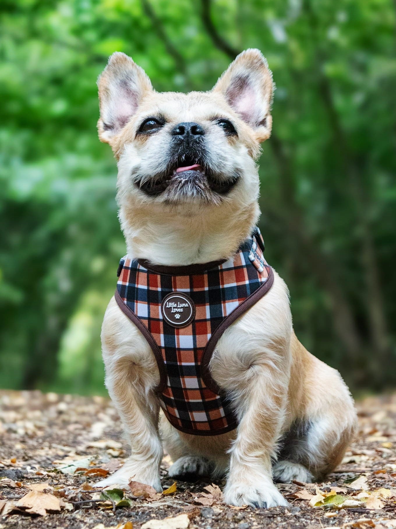 A small light tan French Bulldog sitting outdoors on a leaf-strewn path, wearing a plaid harness in rust red, black, and white. The harness features a circular black logo patch in the center.