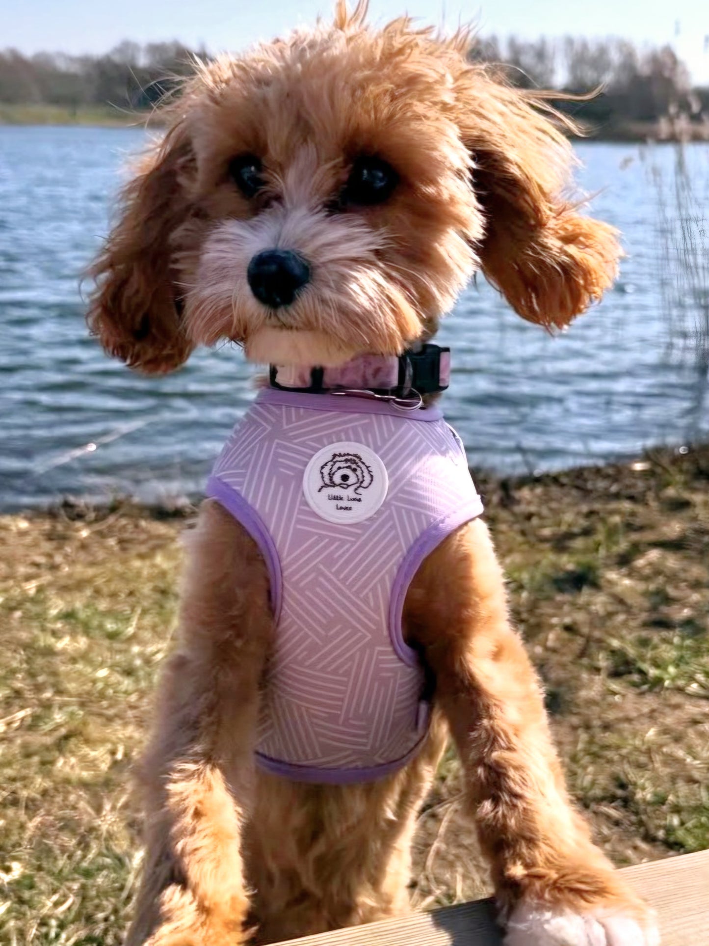 Adjustable Dog Harness - Lavender Luxe