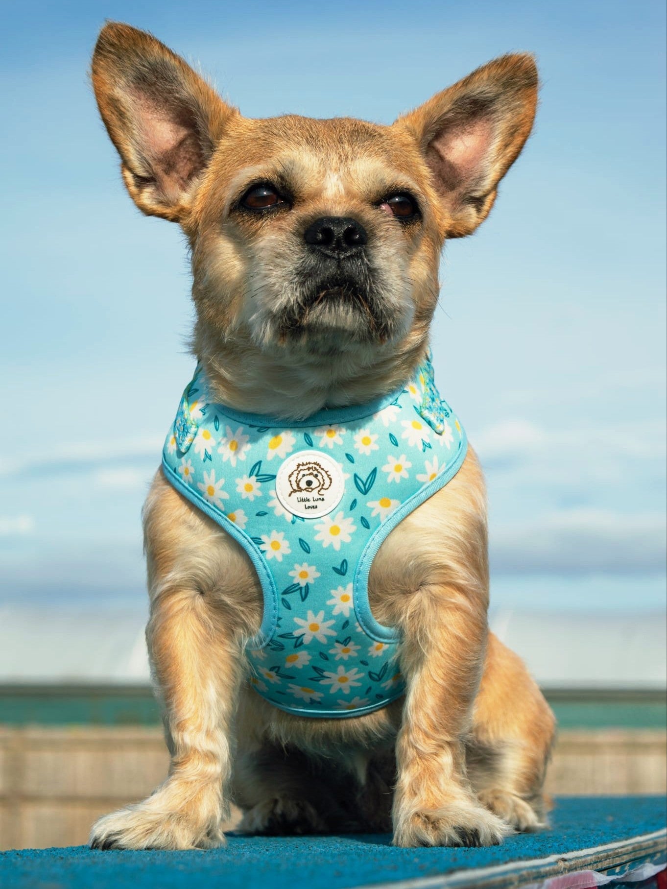 A small tan dog with large ears sits outdoors wearing a light blue floral harness. The harness has a daisy pattern and a circular white logo patch in the center.