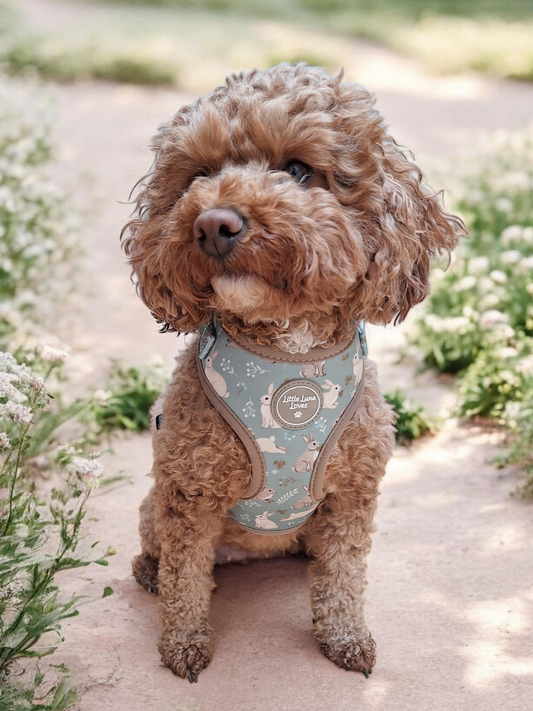 Dog wearing a patterned harness in a natural setting with flowers and greenery.