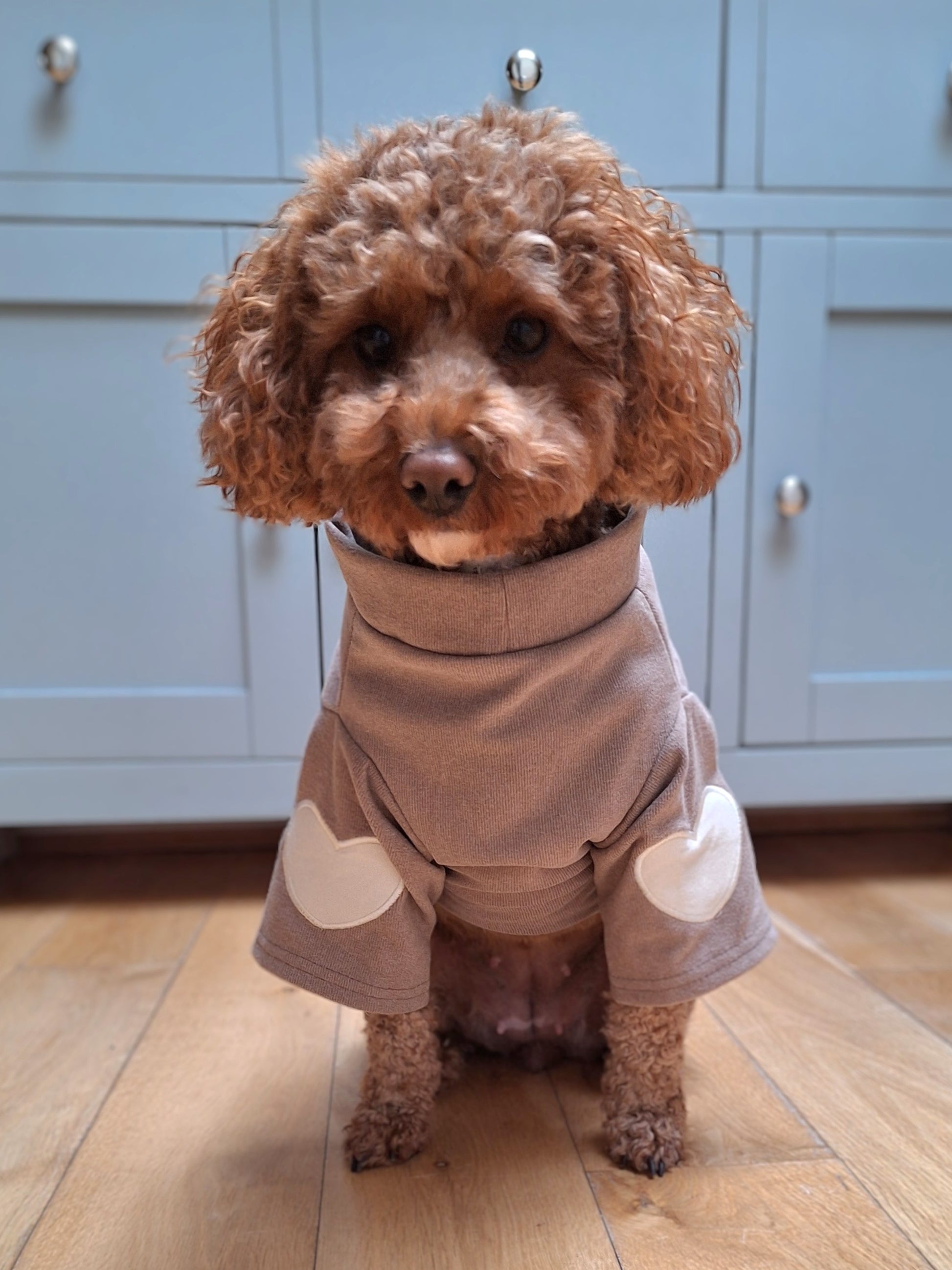 Small dog wearing a brown outfit with white patches in a kitchen setting