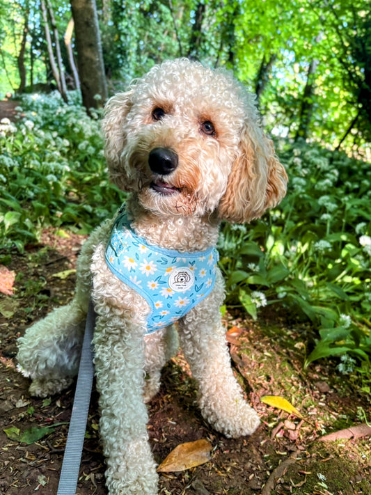 Dog wearing a blue harness with a floral pattern in a forest setting